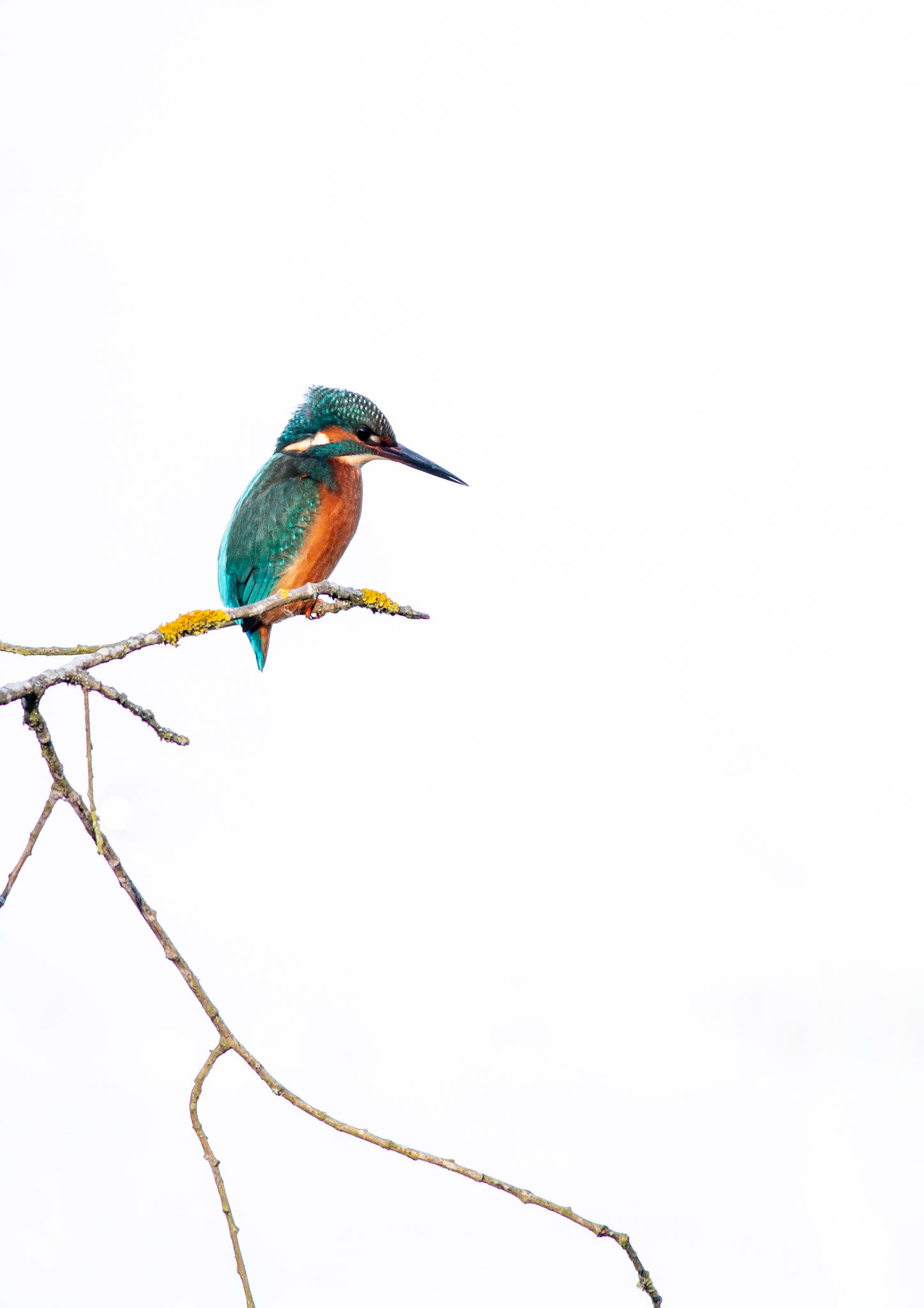 Common Kingfisher