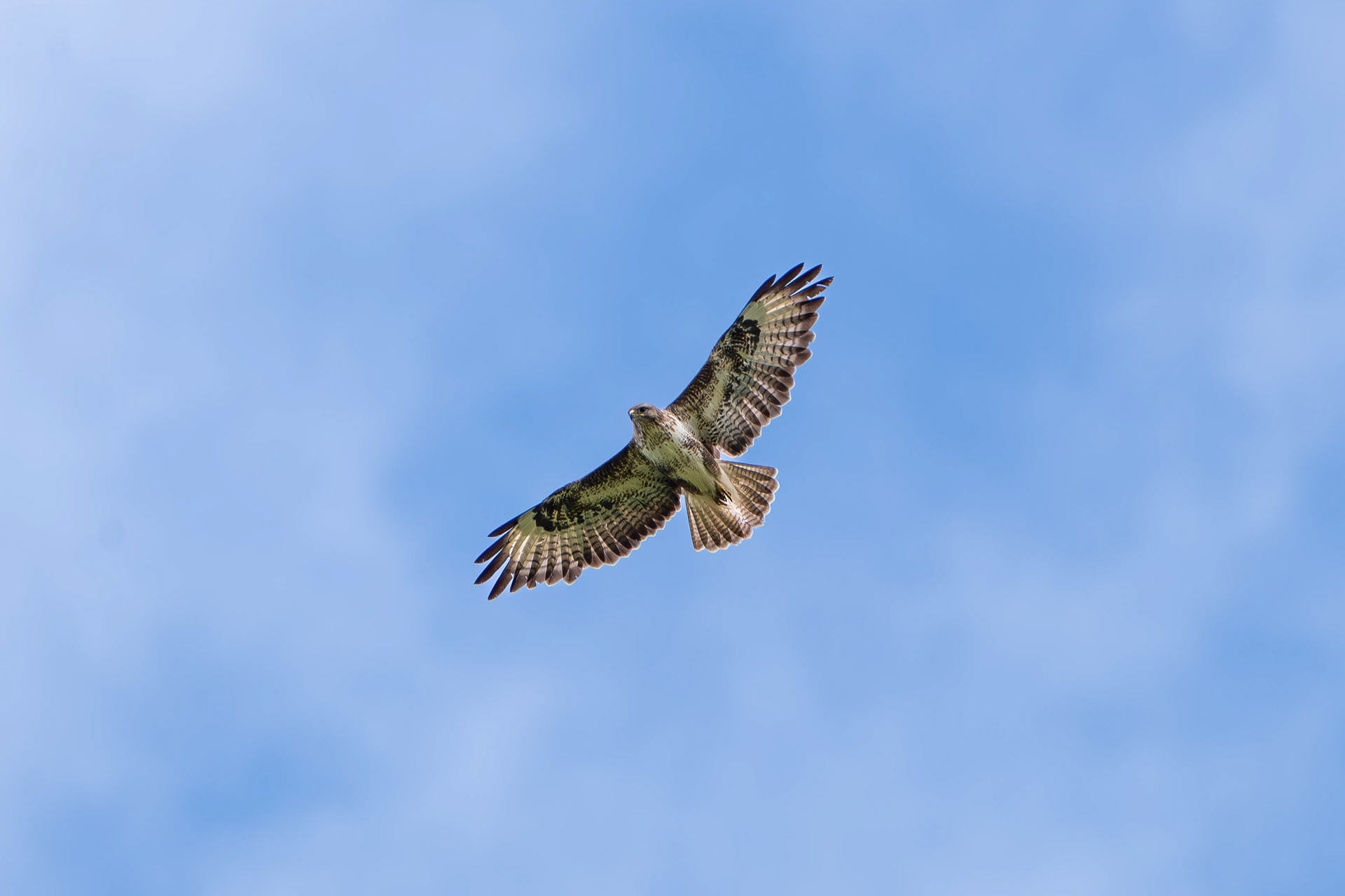 Common Buzzard