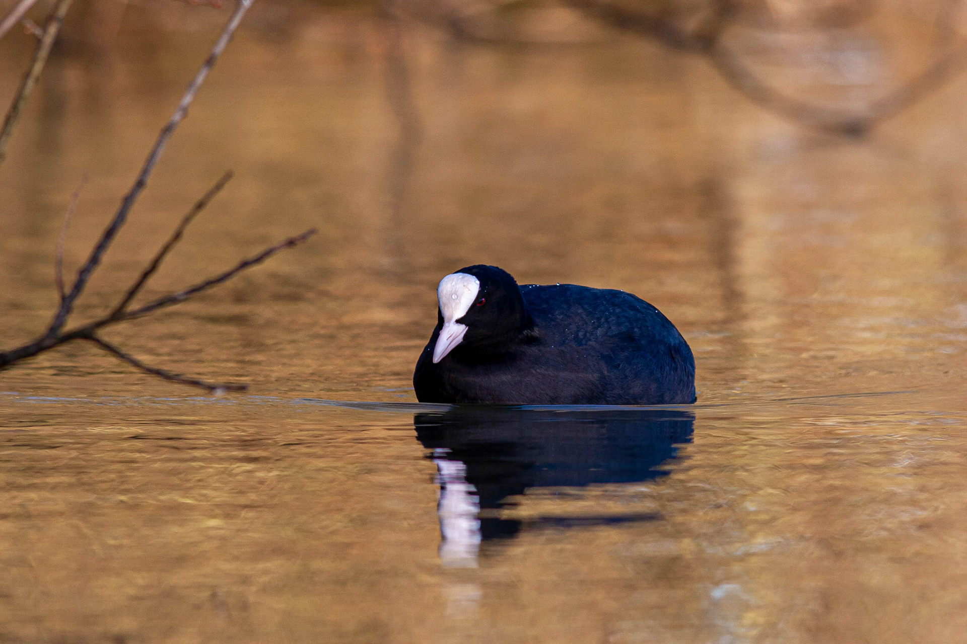 Eurasian Coot