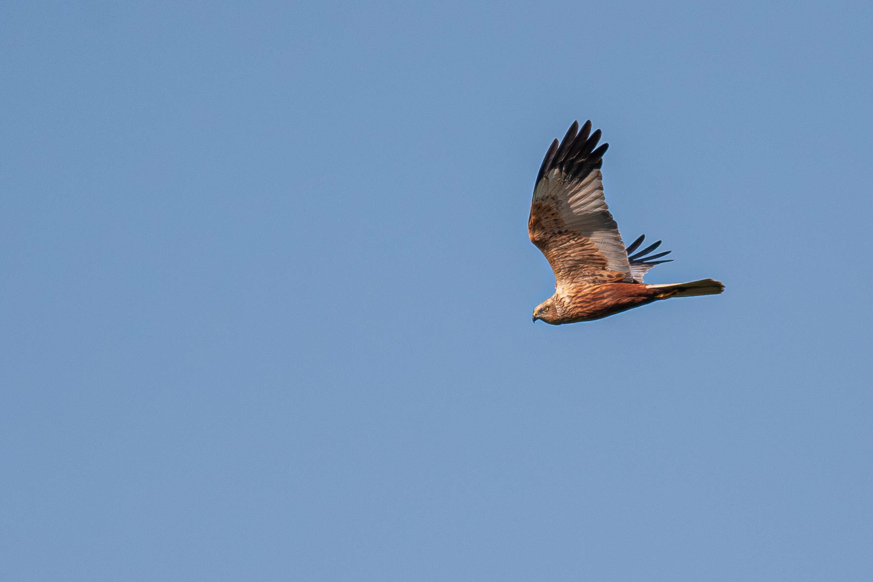 Male Marsh Harrier