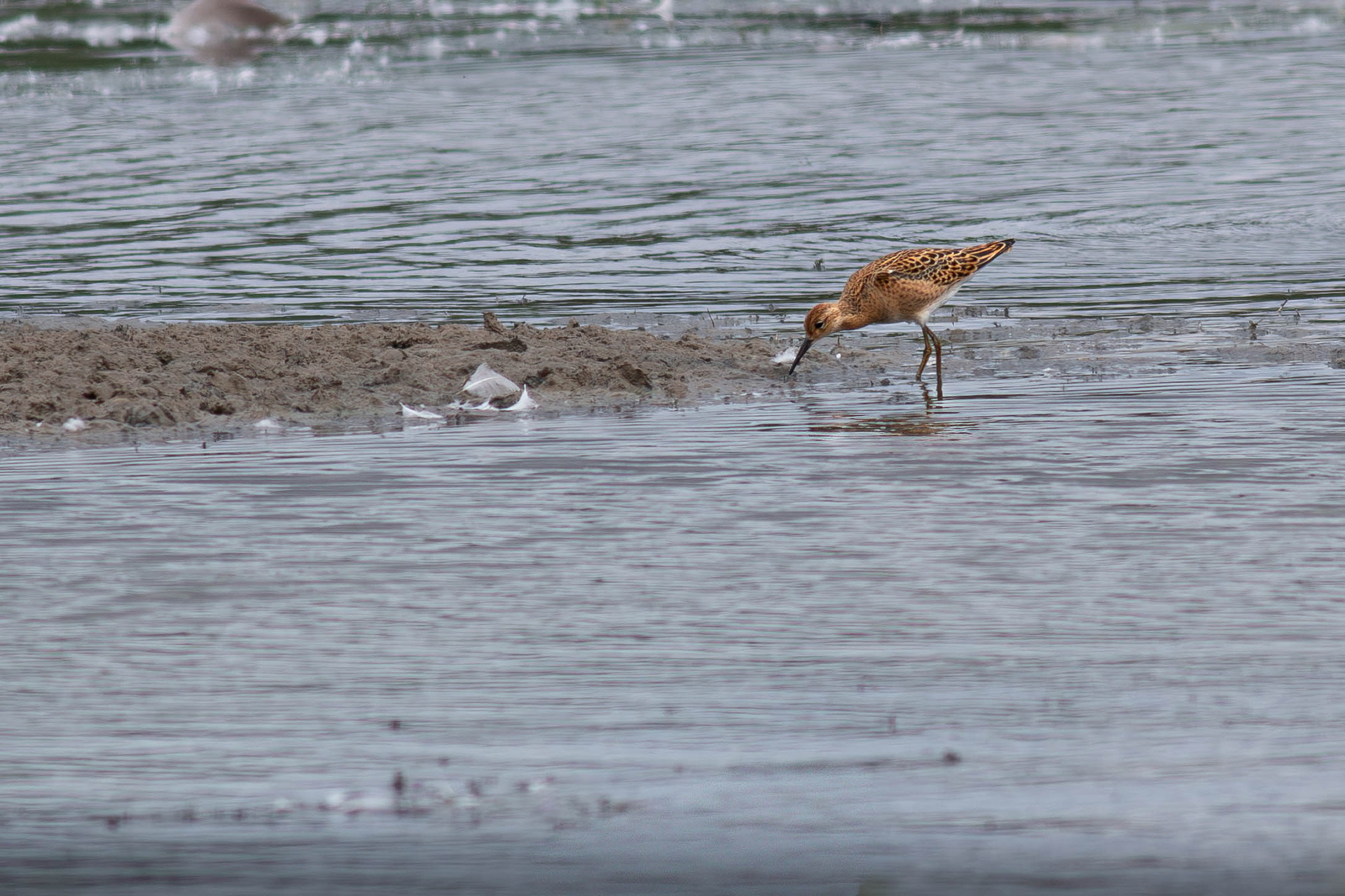 Ruff (non breding or Reeve)