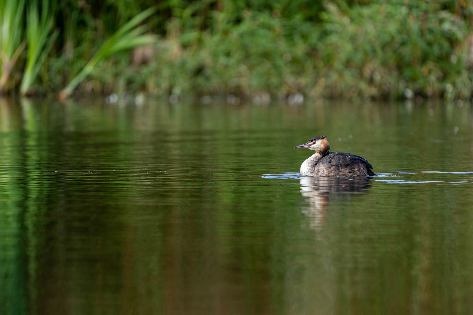 Great Crested Grebe