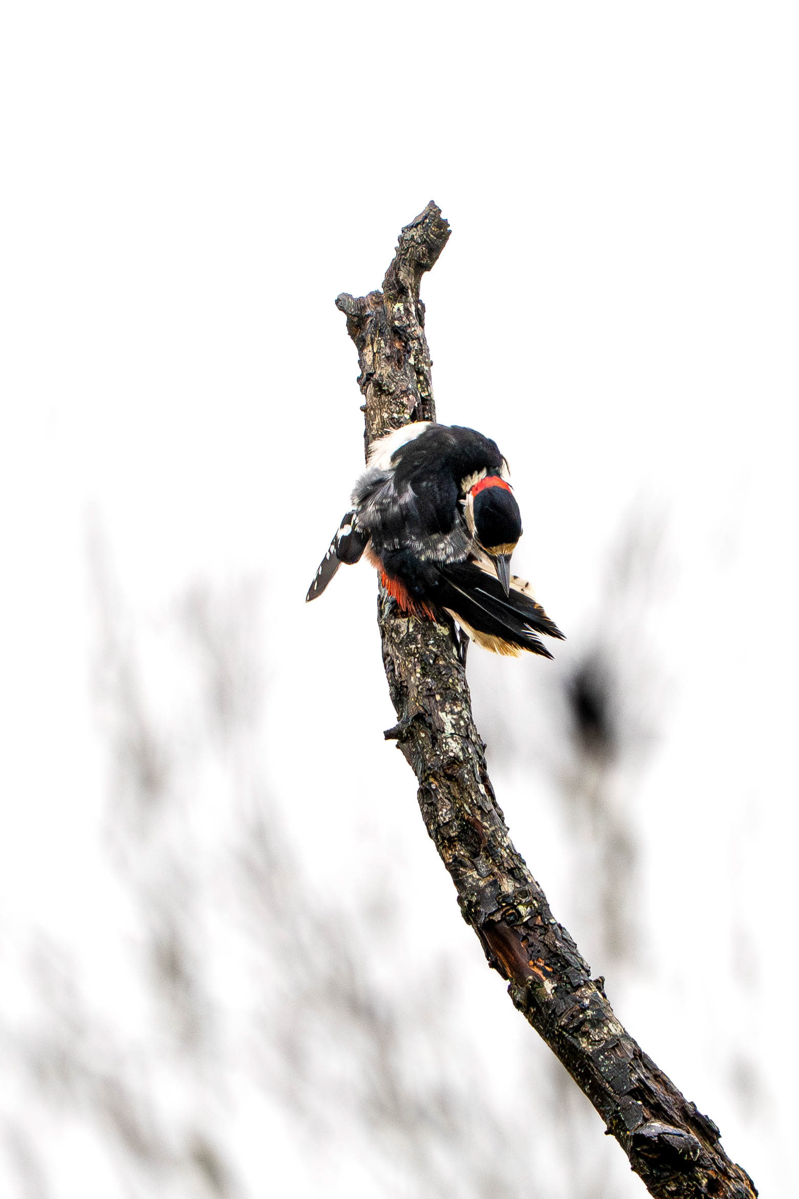 Great Spotted Woodpecker