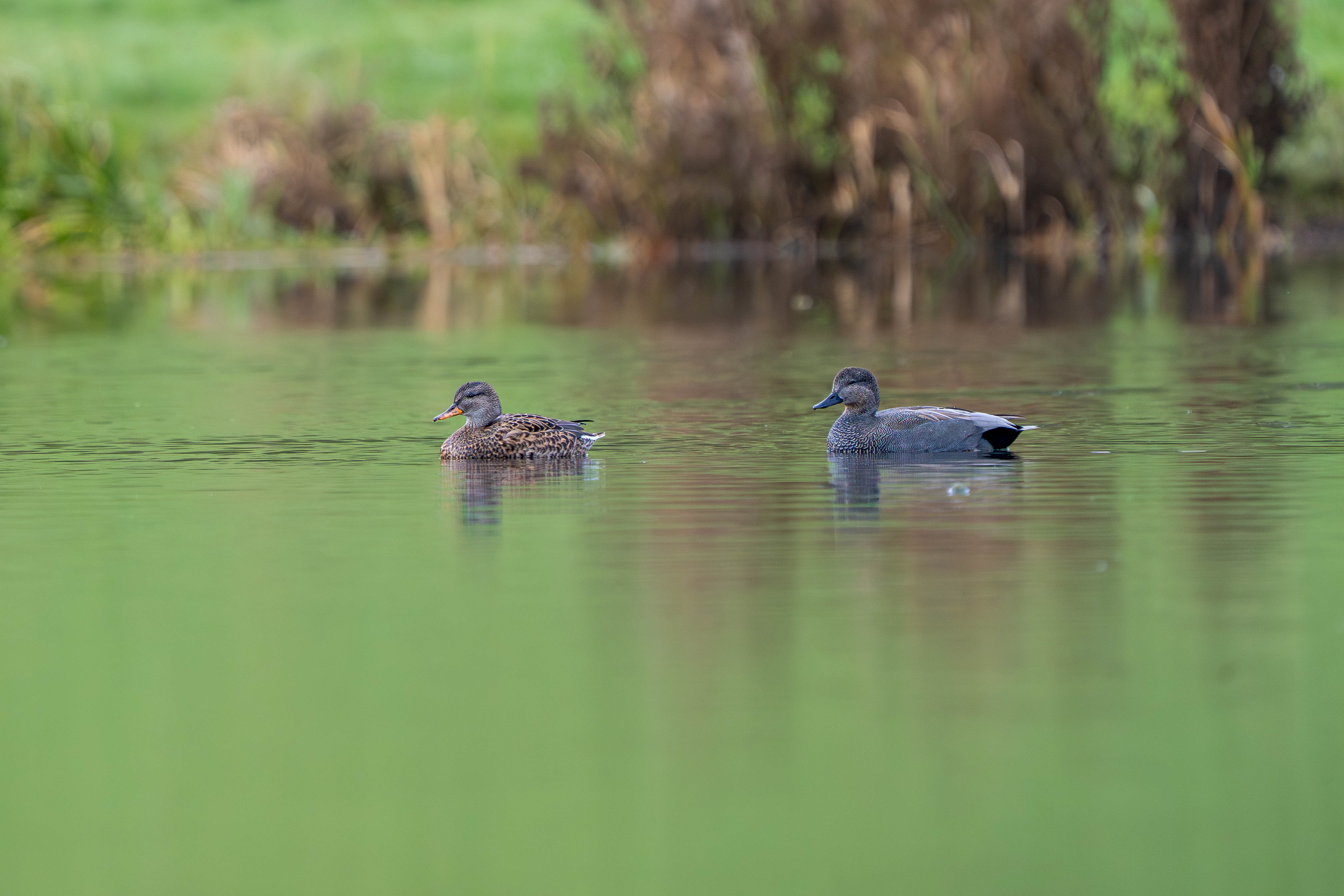 Gadwall (Female left, Male right)