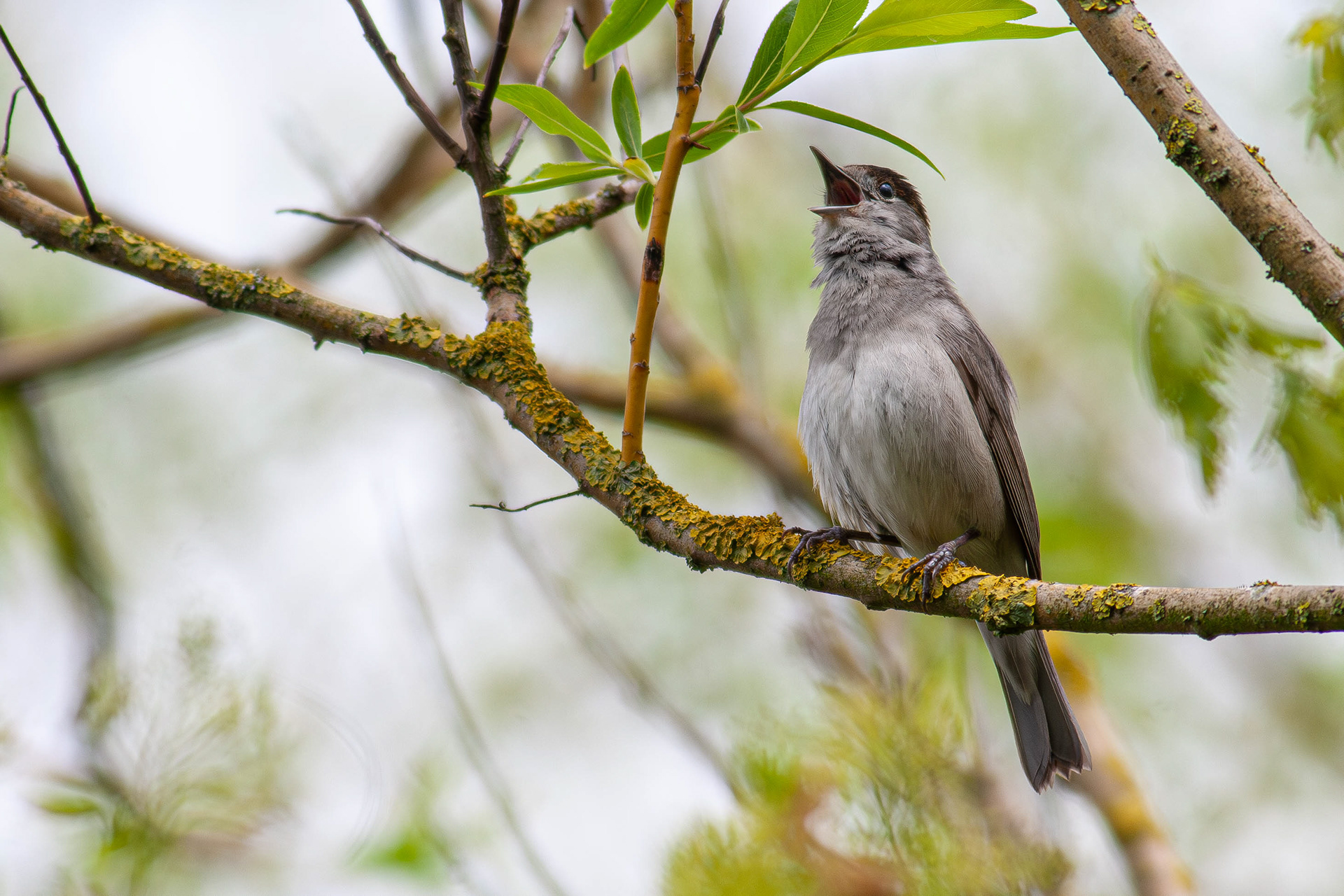 Blackcap (male) in full song
