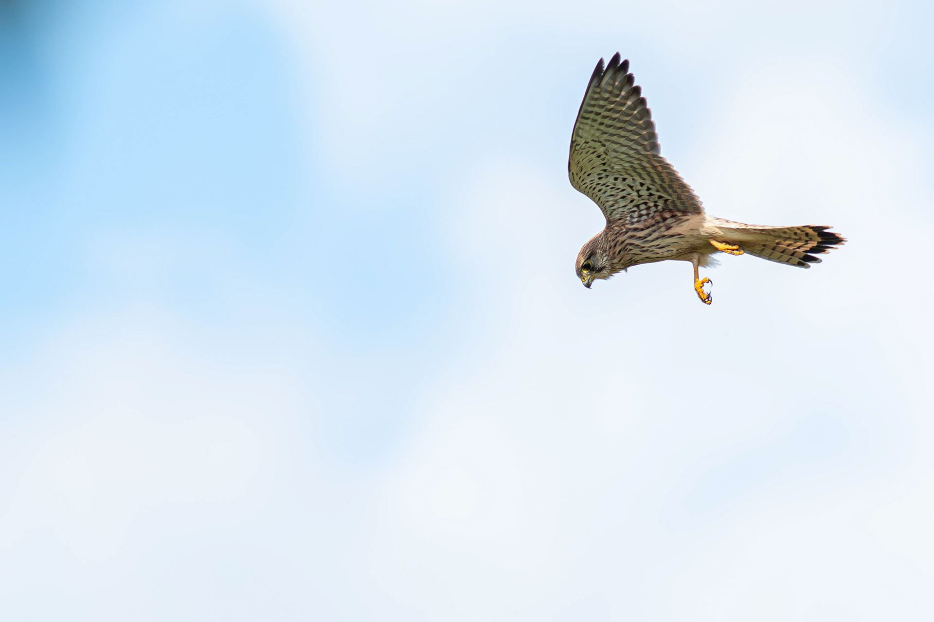 Common Kestrel hovering