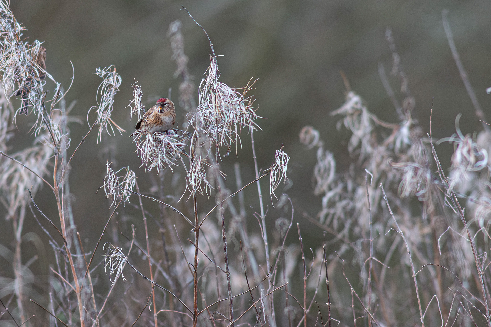 Redpoll (Mealy/Lesser)