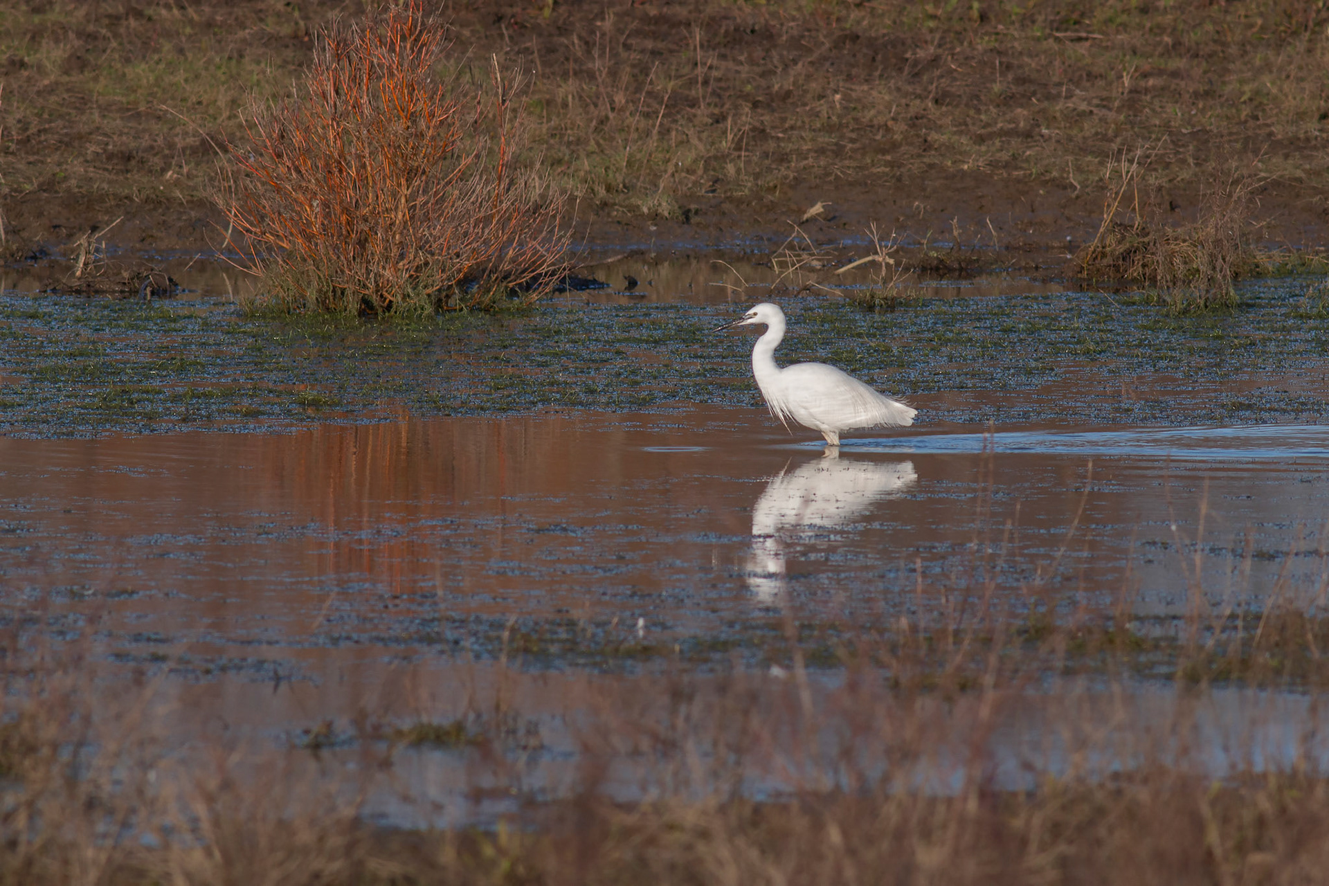 Little Egret