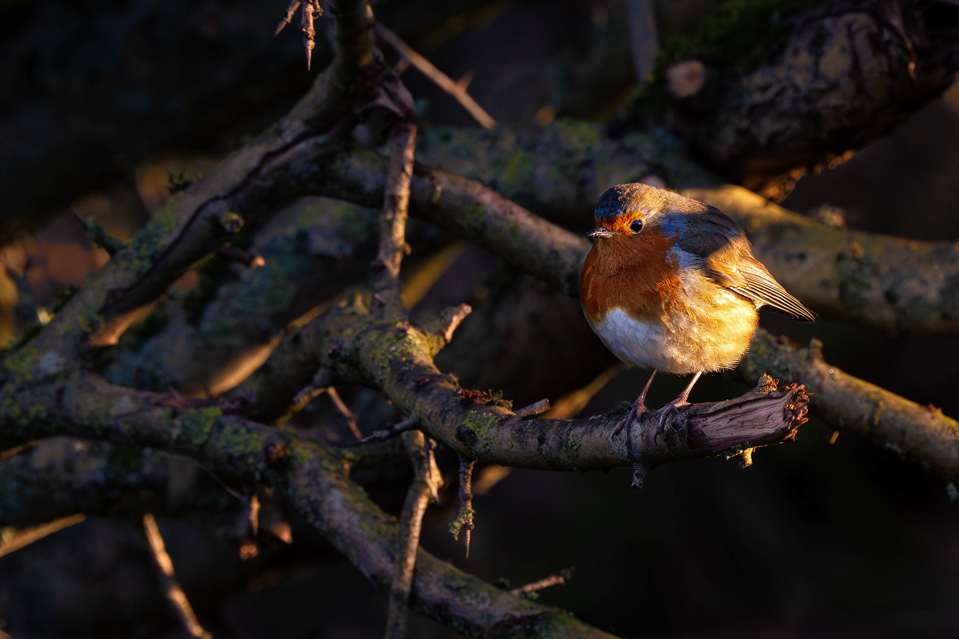 European Robin