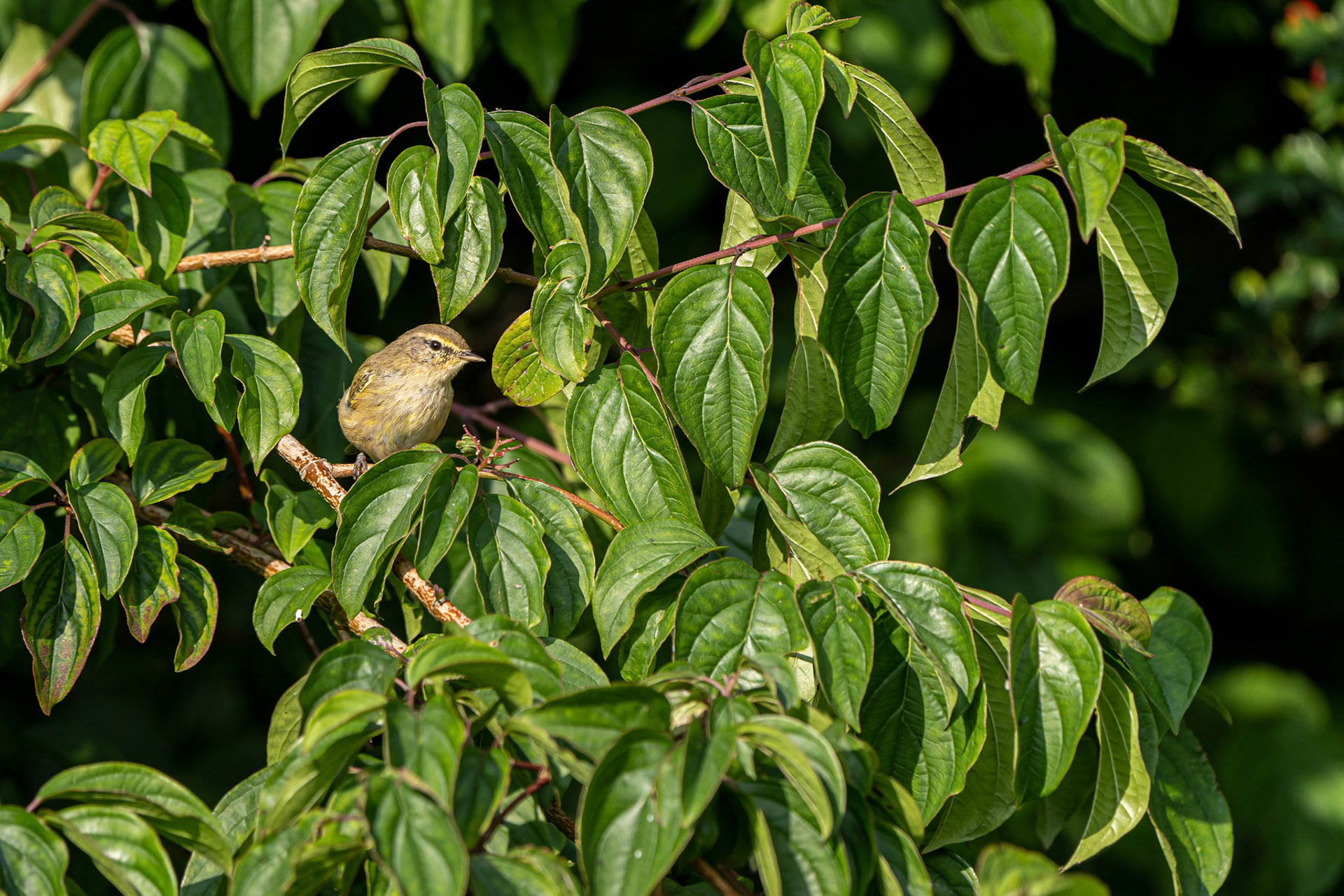 Common Chiffchaff