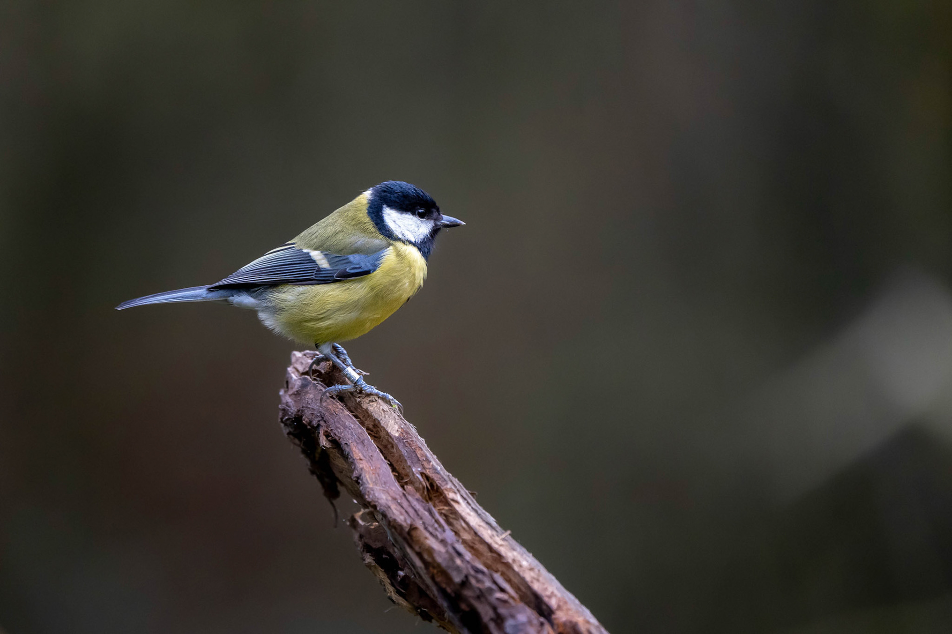 Great Tit
