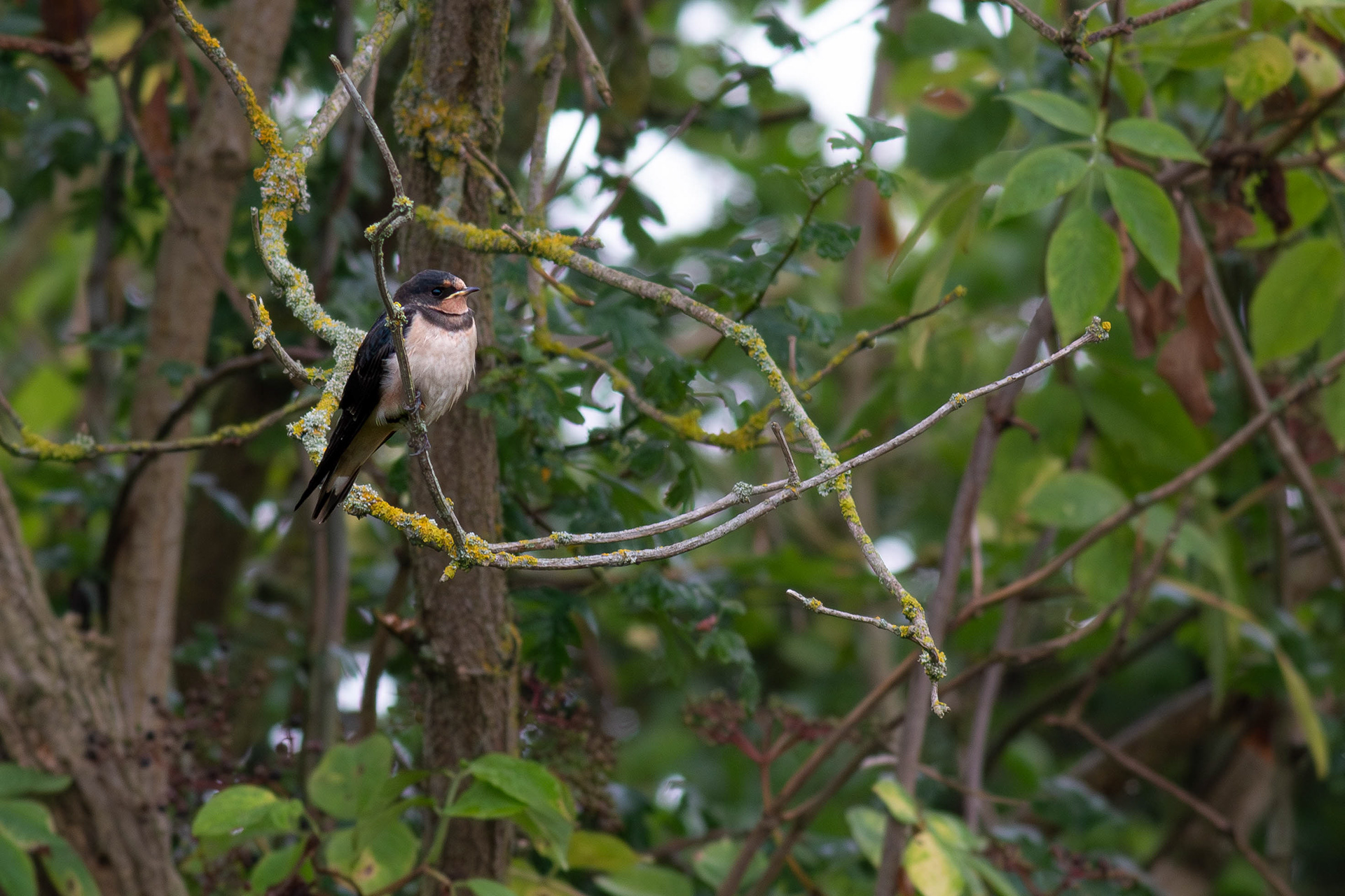 Barn Swallow
