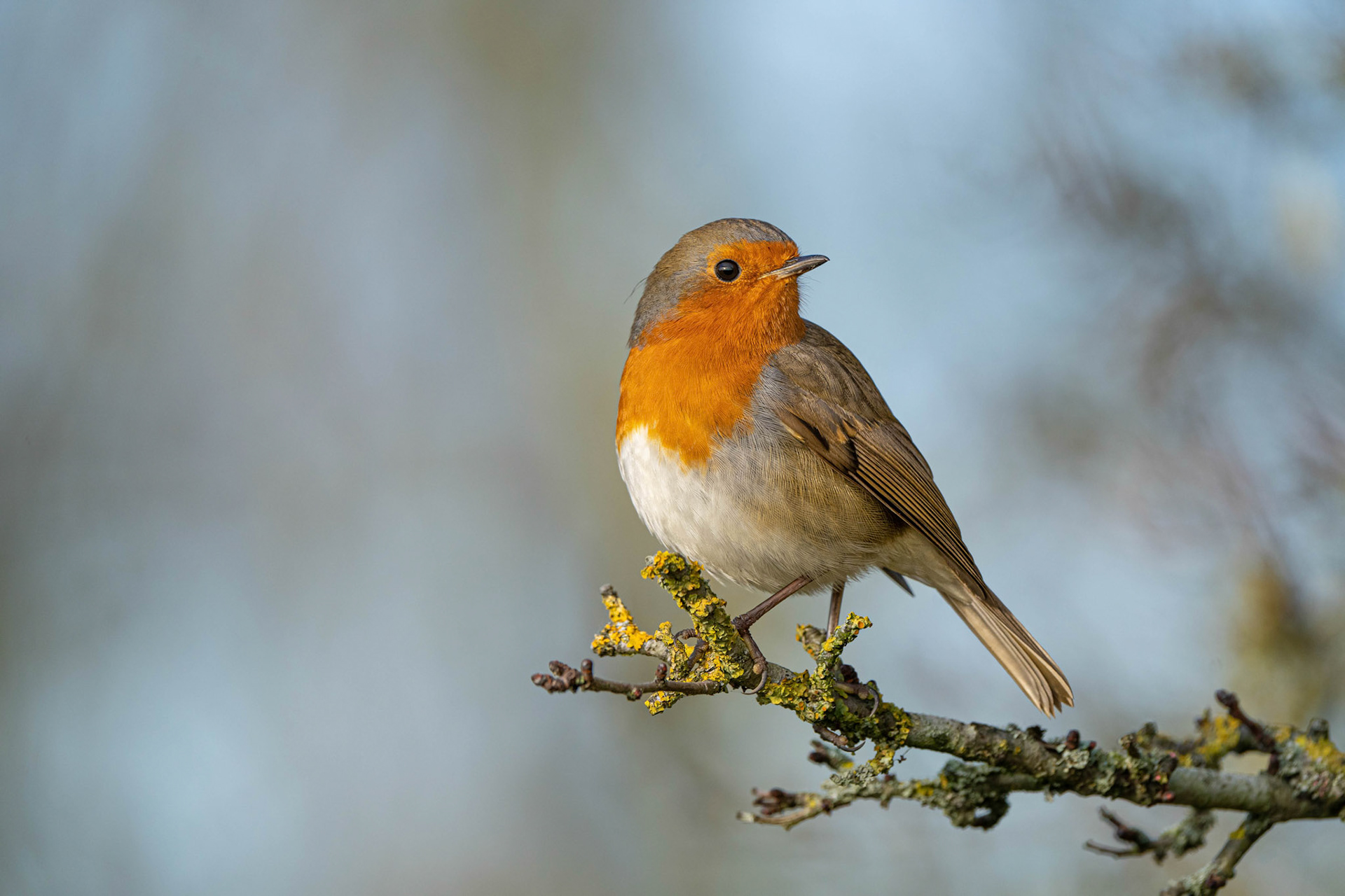 European Robin