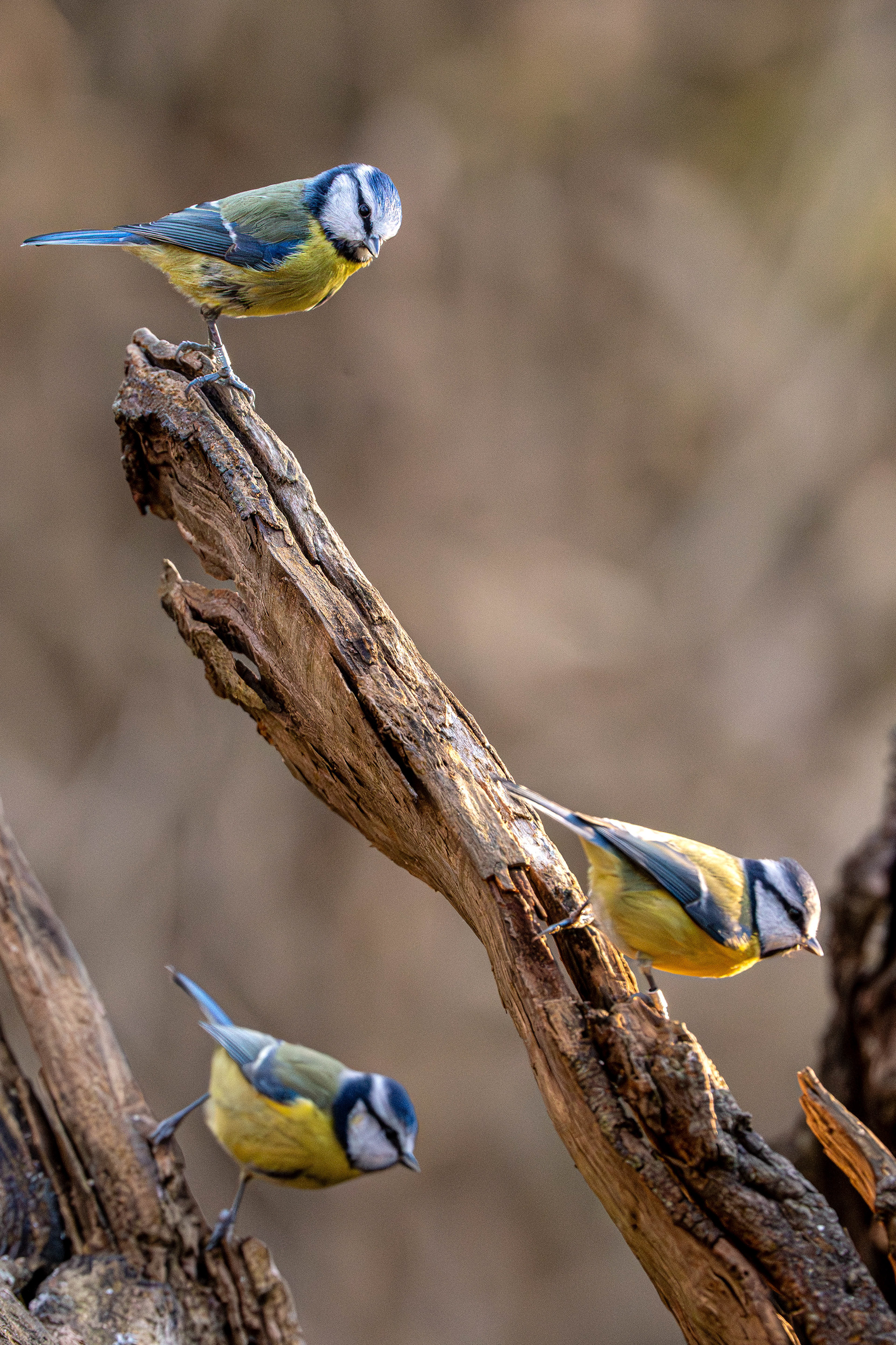 Blue Tit