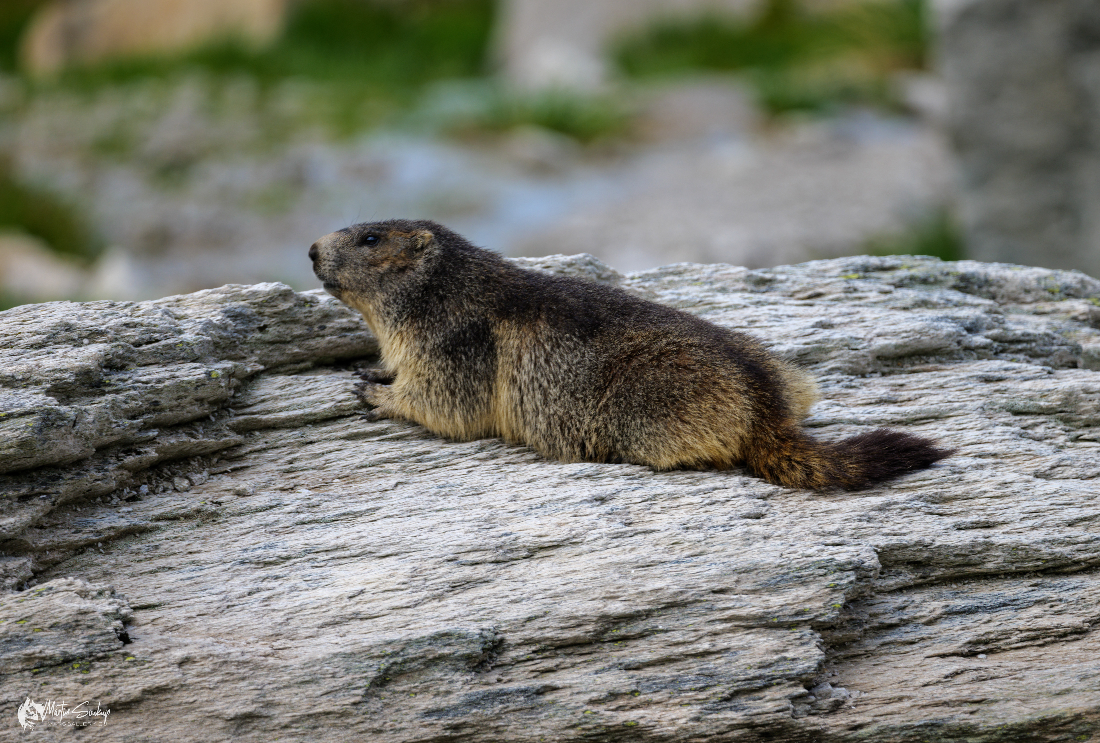 Trocha štěstí a spokojený Svišť Aplský