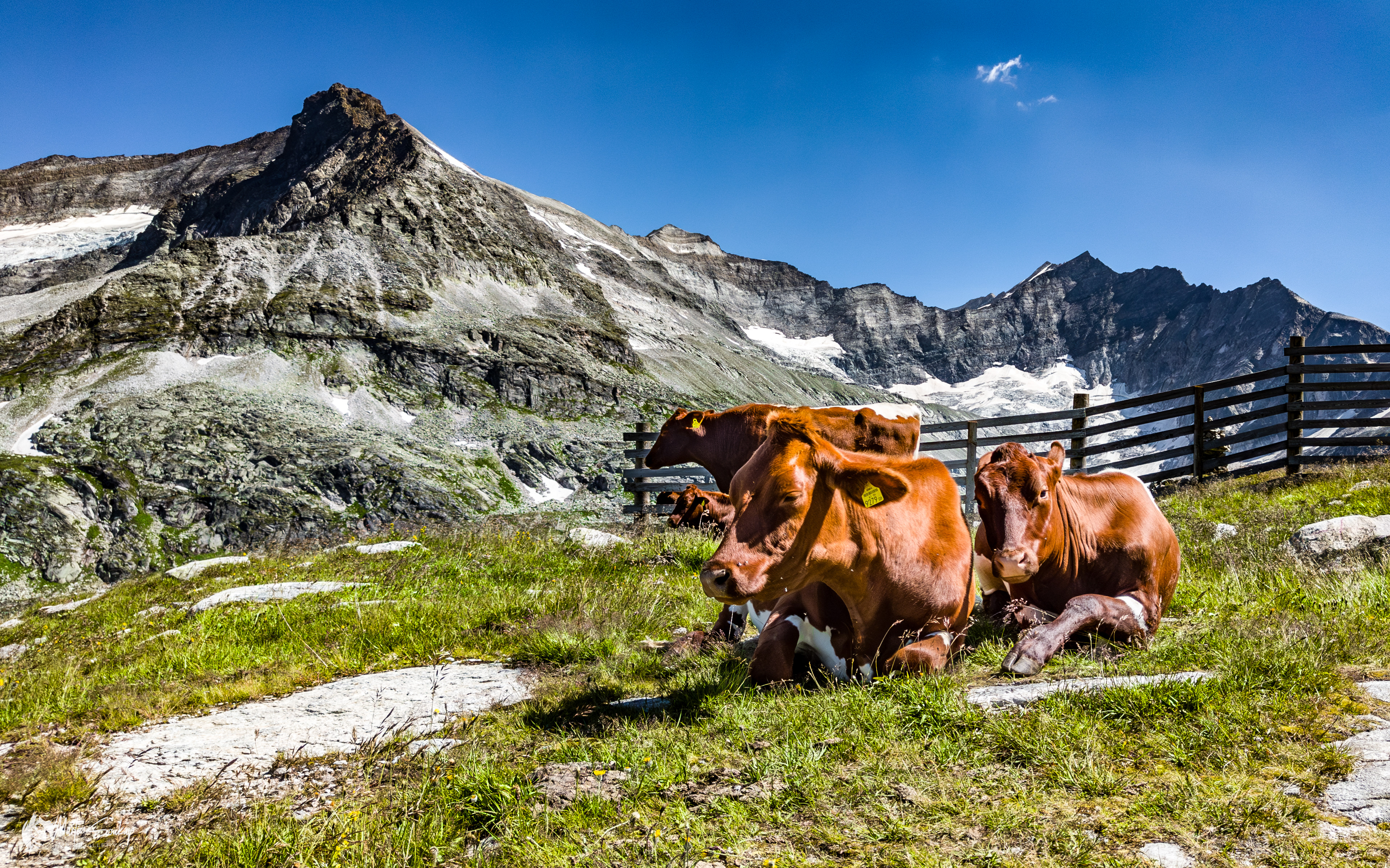 Spokojený skot pod vrcholem Totenkopf