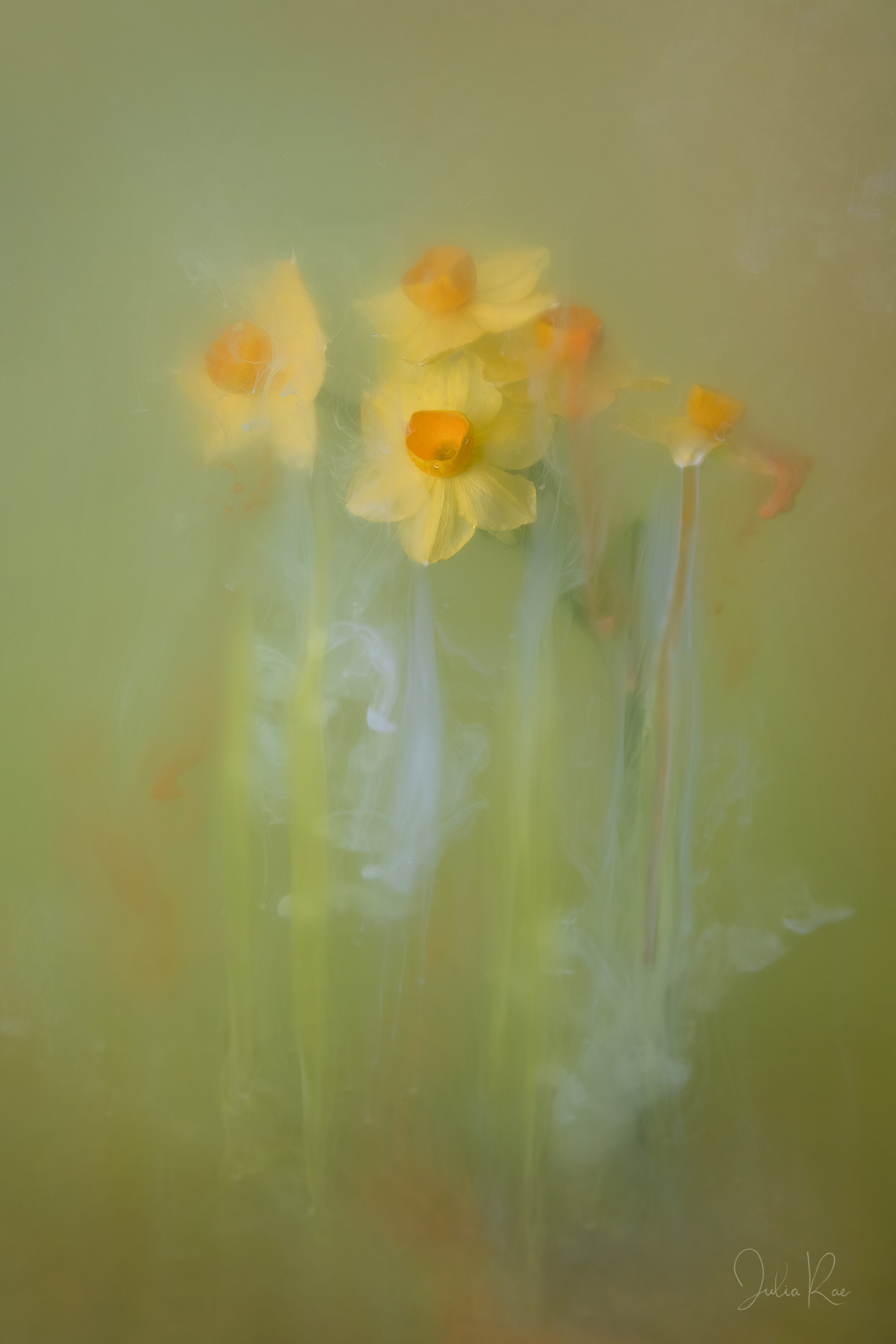 Dreaming of Spring 2