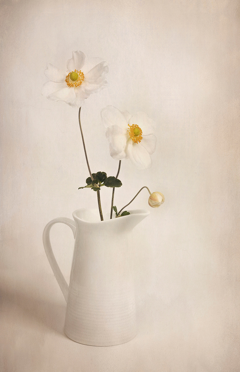 Anemone
