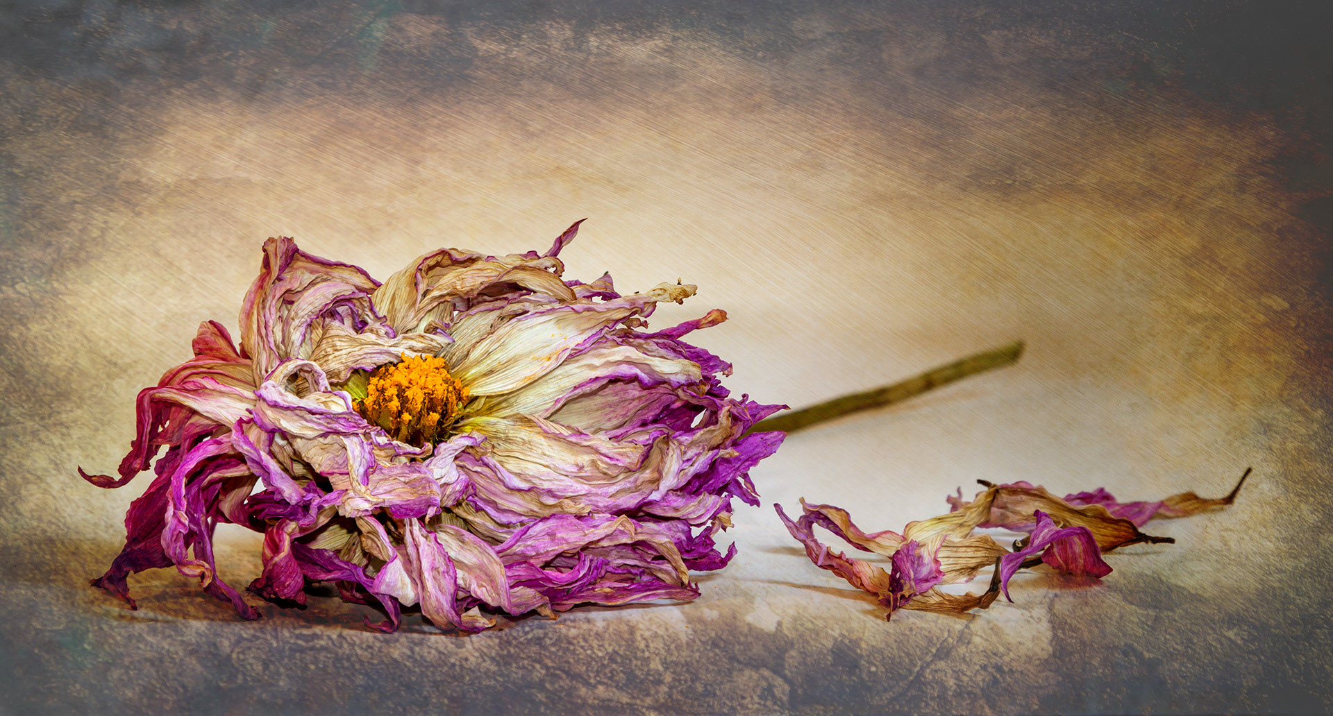 Ancient Dahlia - Silver