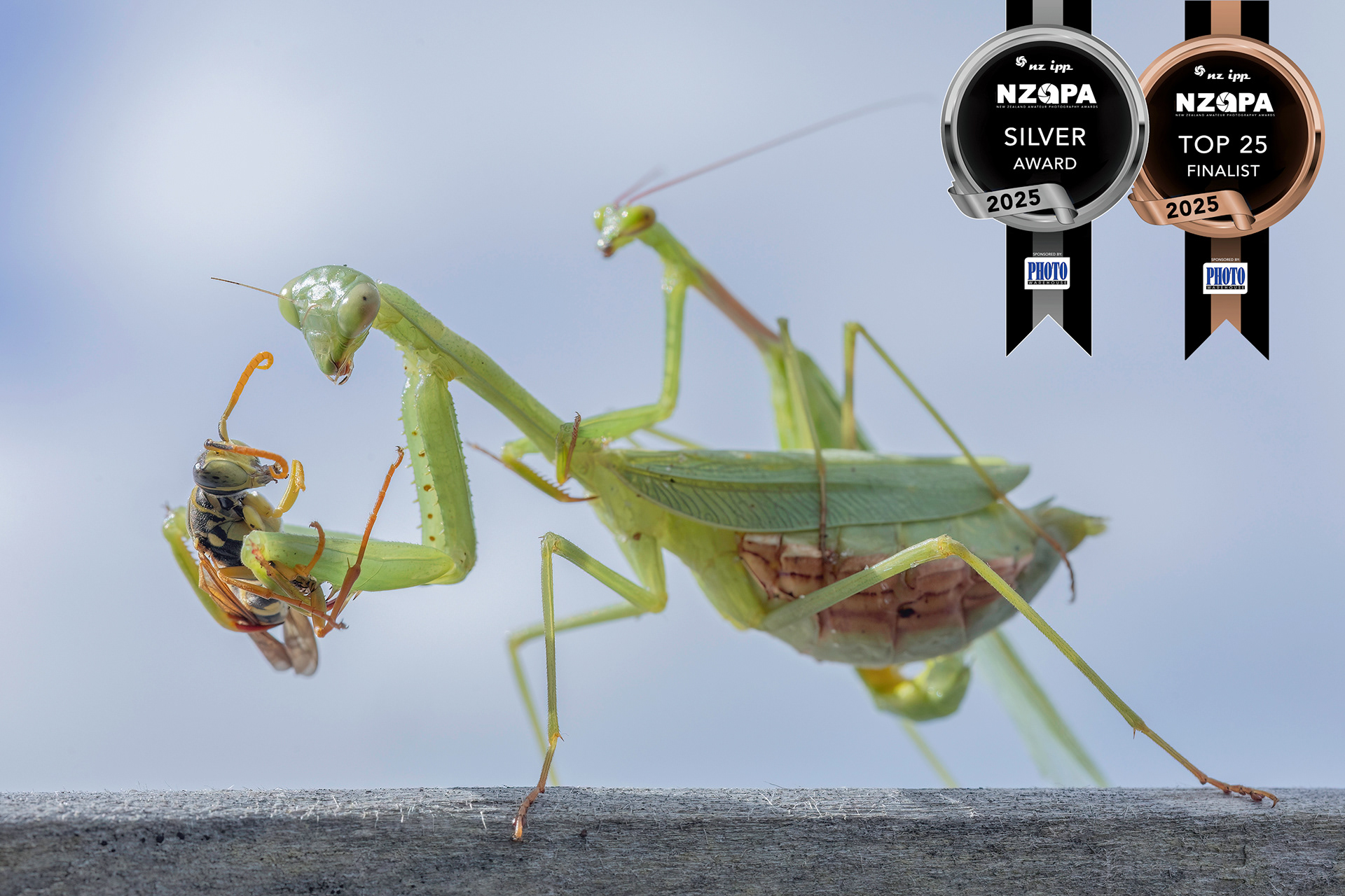 South African Mantis (Miomantis caffra) eating Asian Paper Wasp (Polistes chinensis) copy
