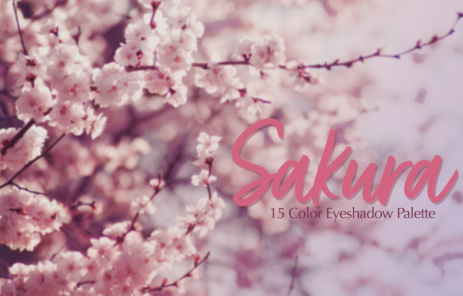 Front Sakura