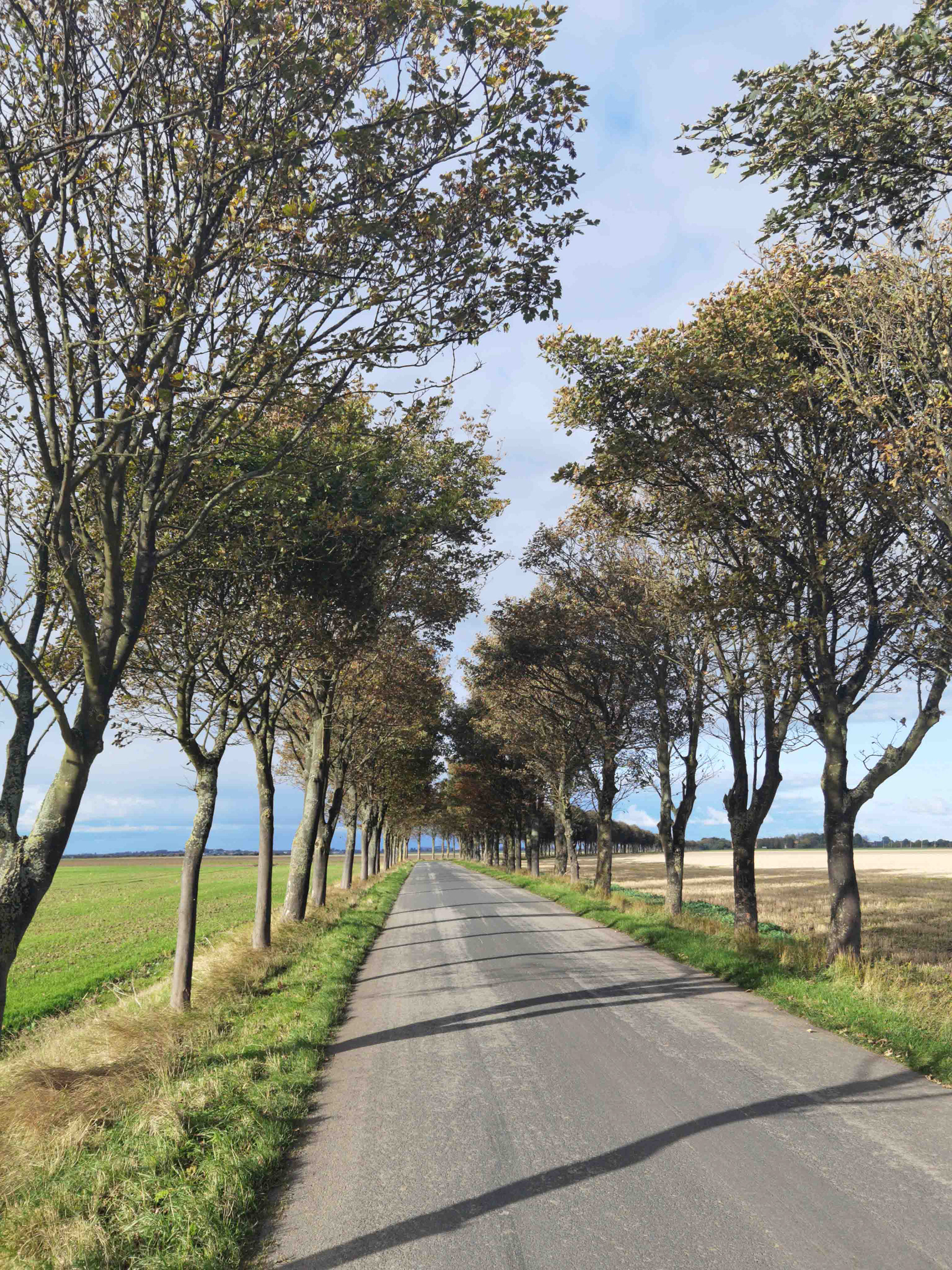 The Road to Ottringham