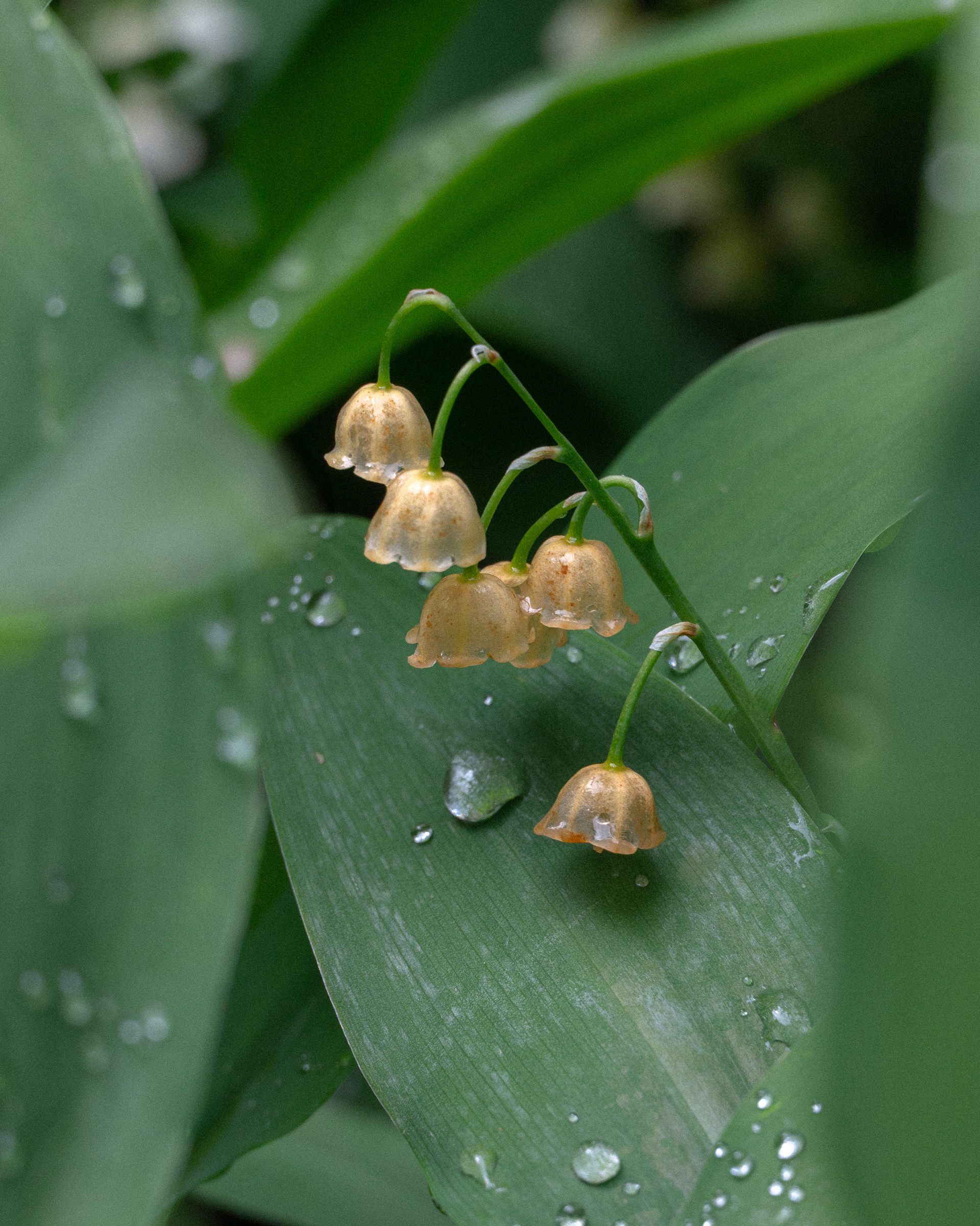 Death in the Valley ~ $85 (Paired with Pretty Lethal ~ Two 8x10 Prints w/ 16x20 Frame