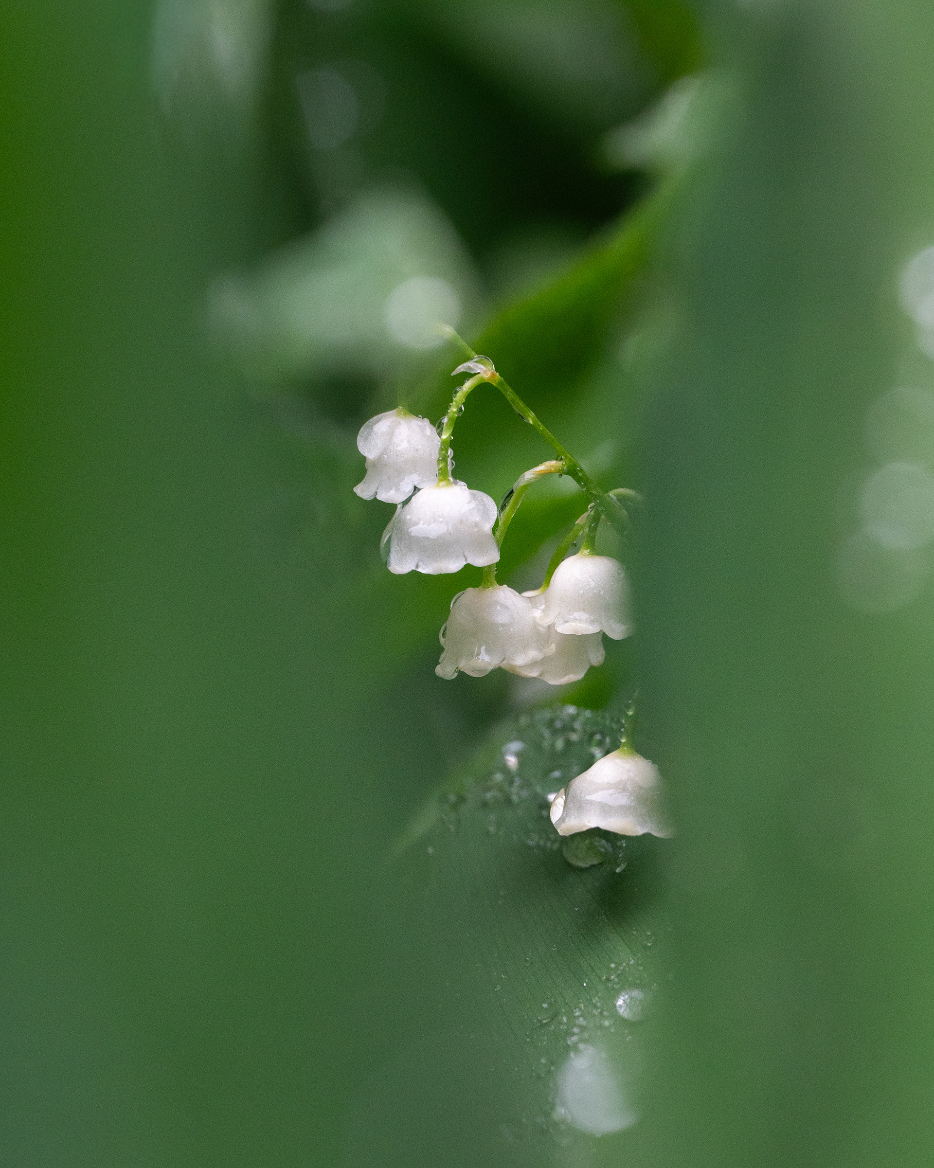 Pretty Lethal ~ $85 (Paired with Death in the Valley)~ Two 8x10 Prints w/ 16x20 Frame