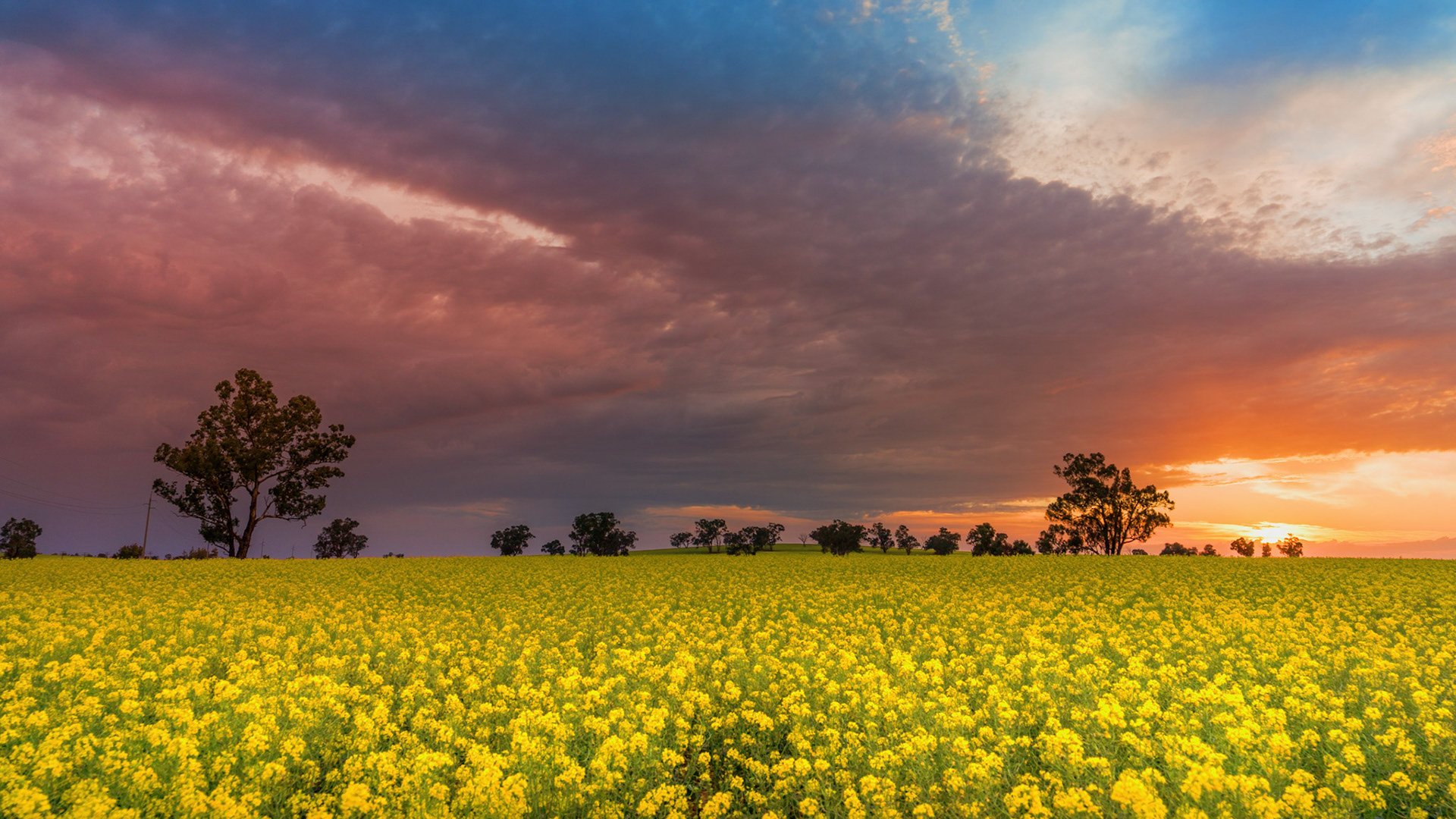 Canola Dust Storm