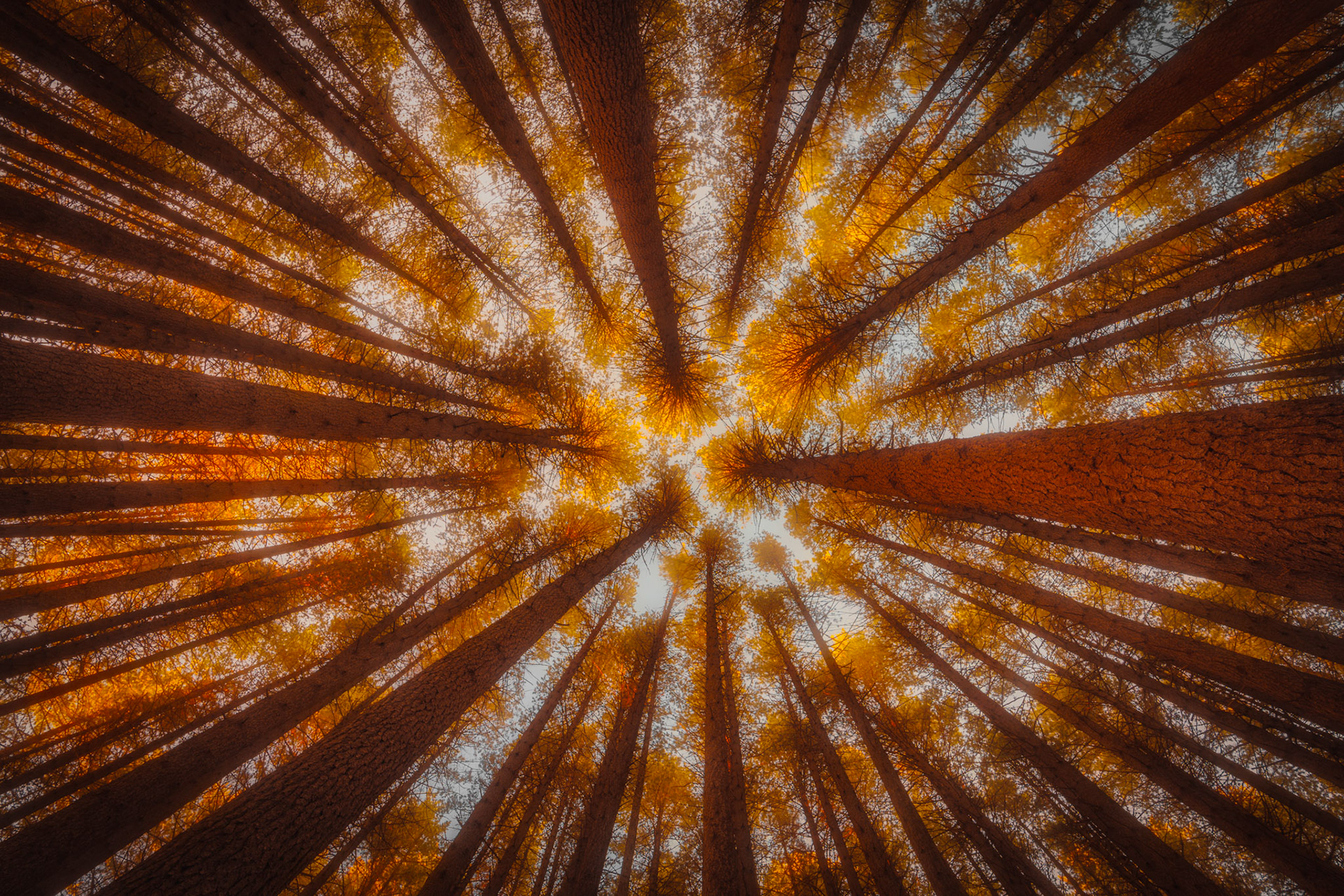 Reaching for the Sun