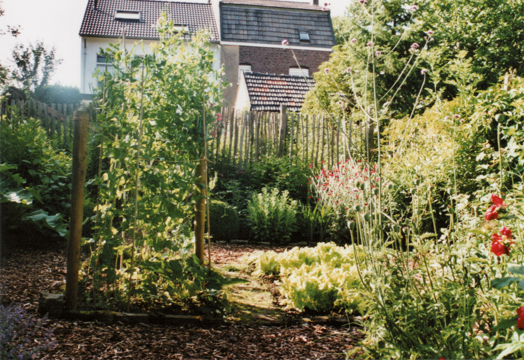 Groentetuin