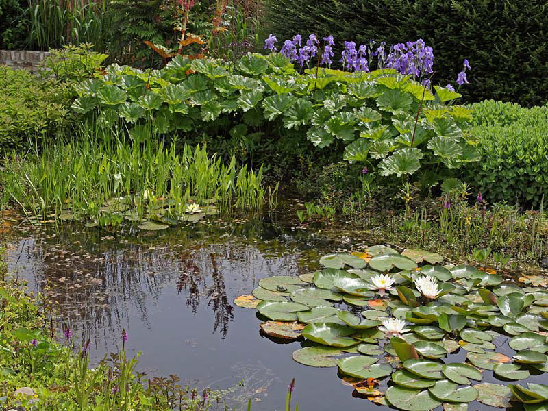 Referentiebeeld: een vijver met inheemse beplanting is een enorme aanwinst voor de biodiversiteit