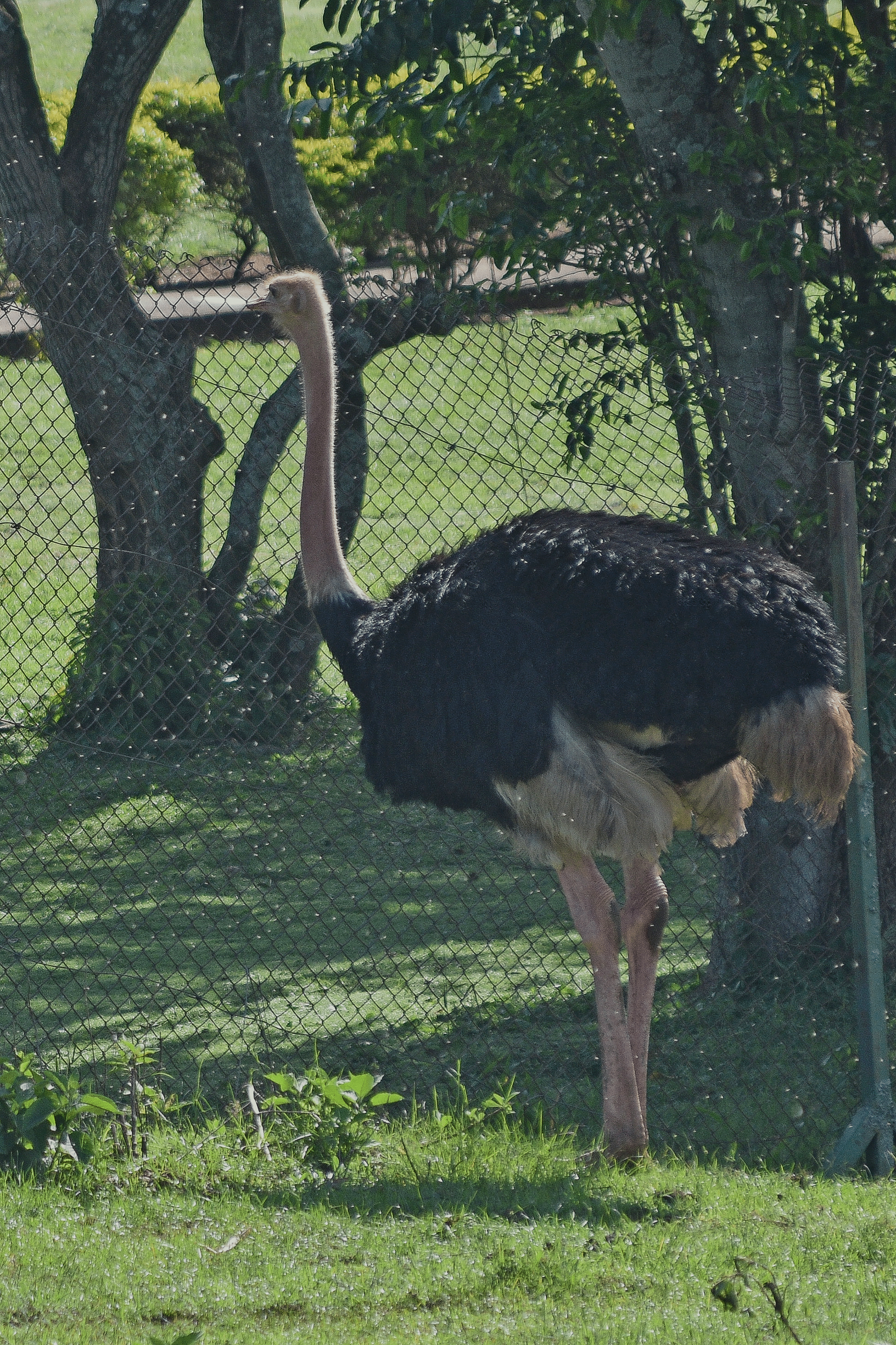 Ostrich in Cage
