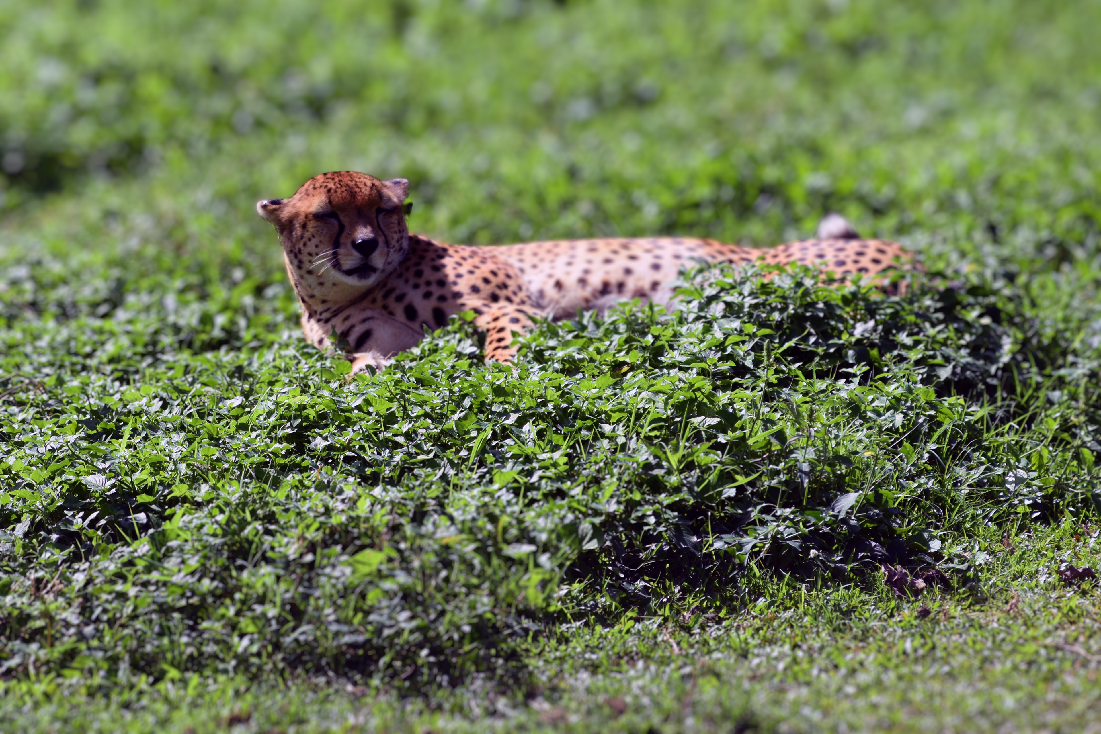 Leopard
