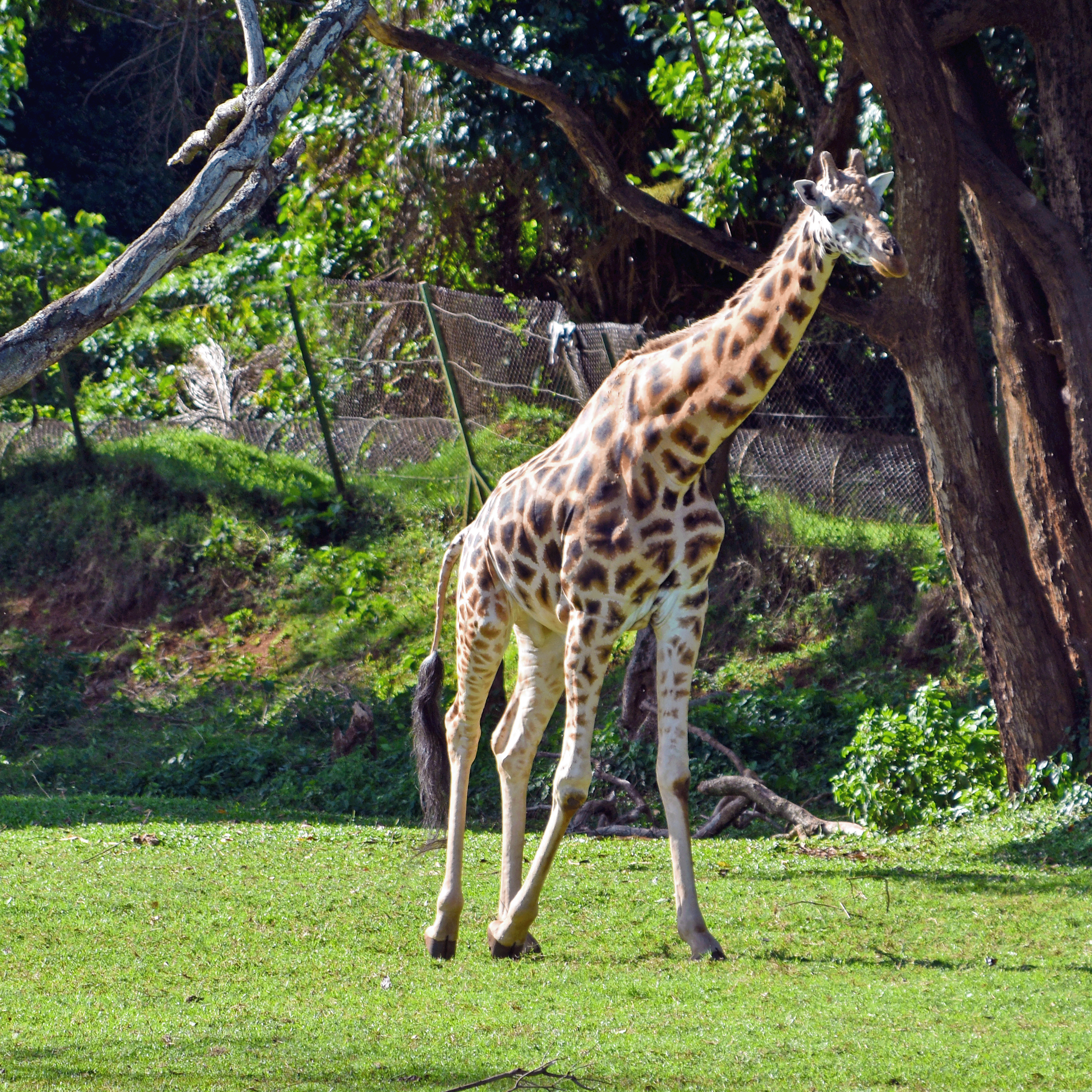 Lady Giraffe