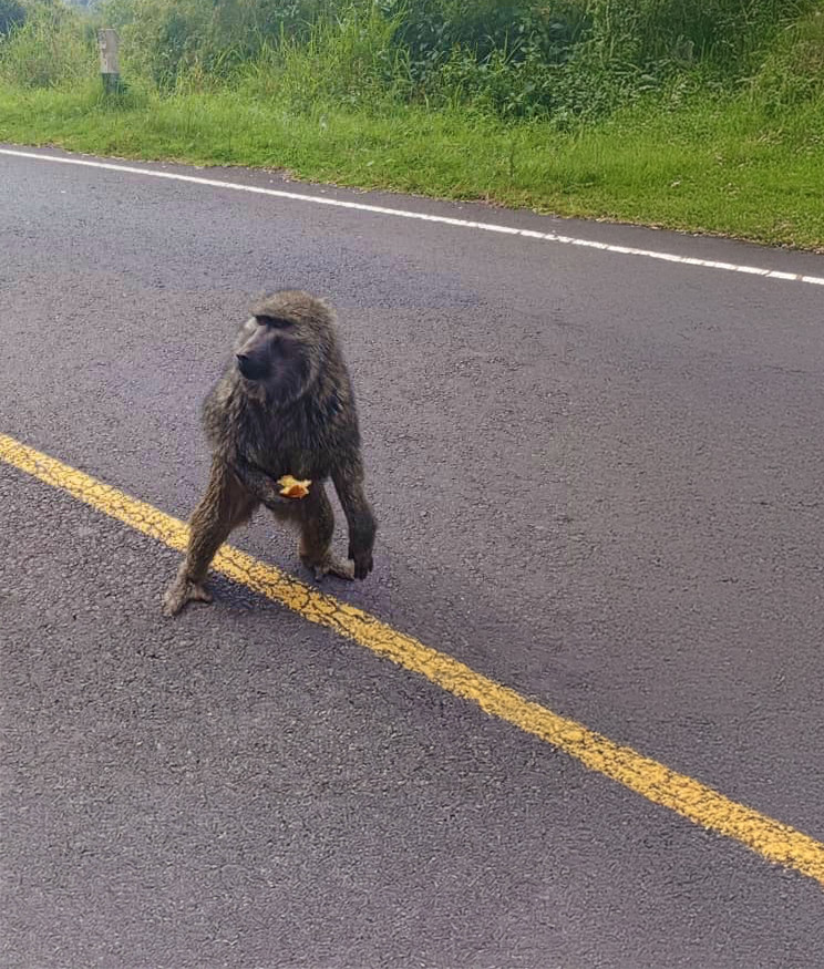 Roadside Warrior