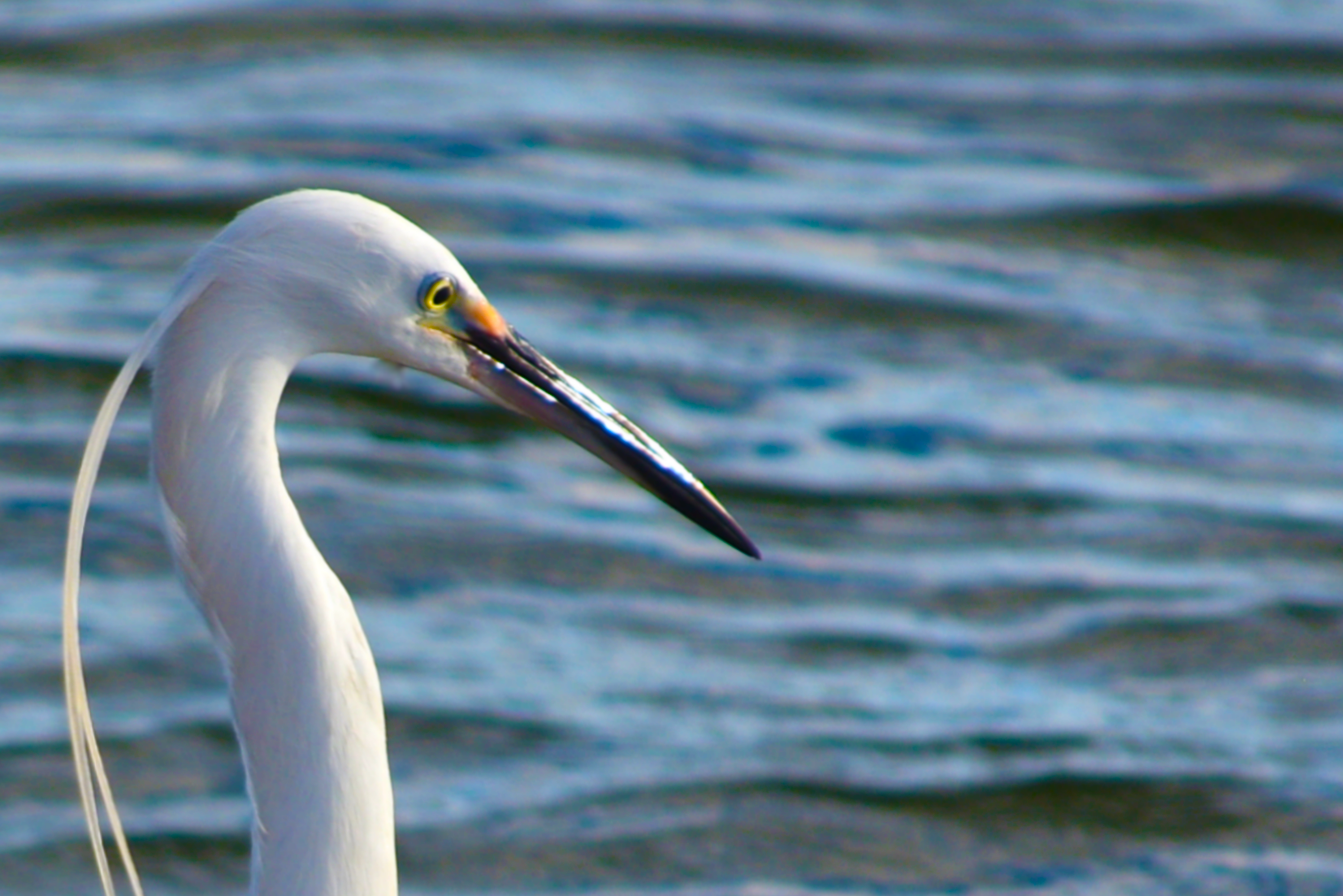 Closeup of our Egret friend