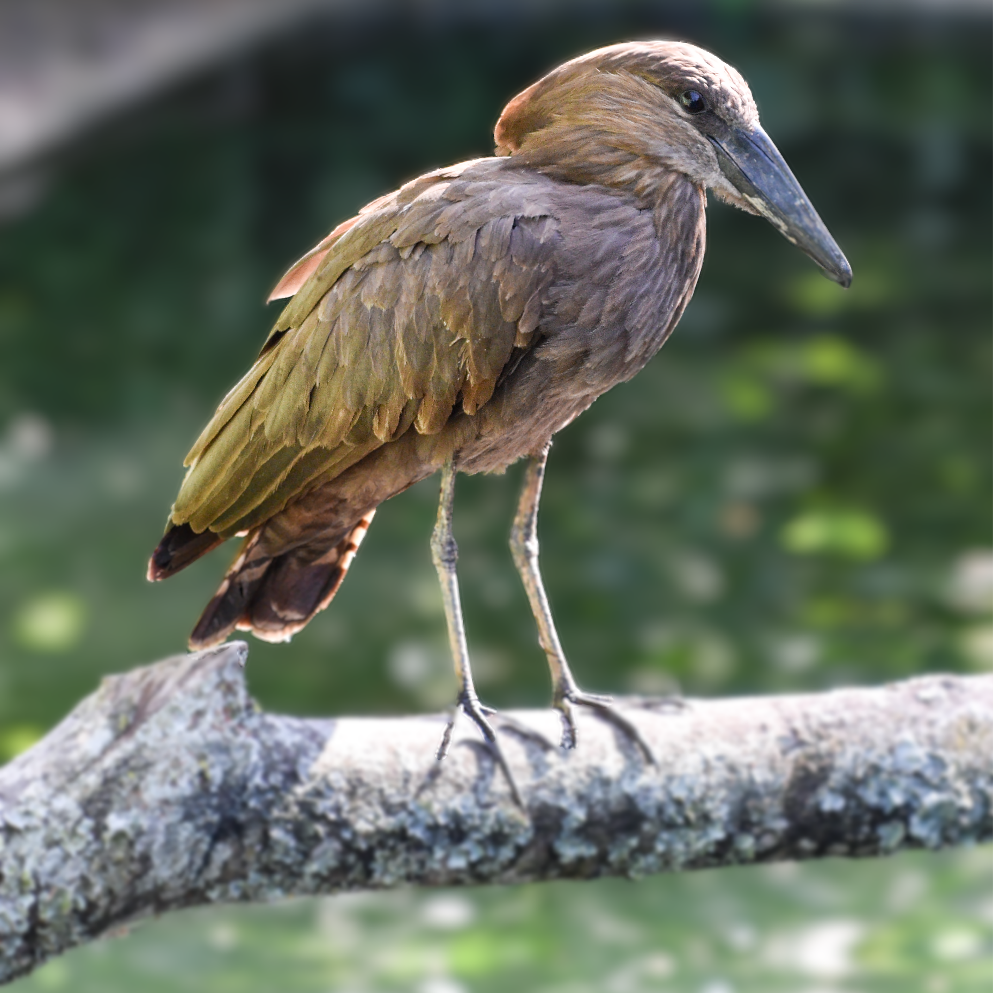 Crafty Bird