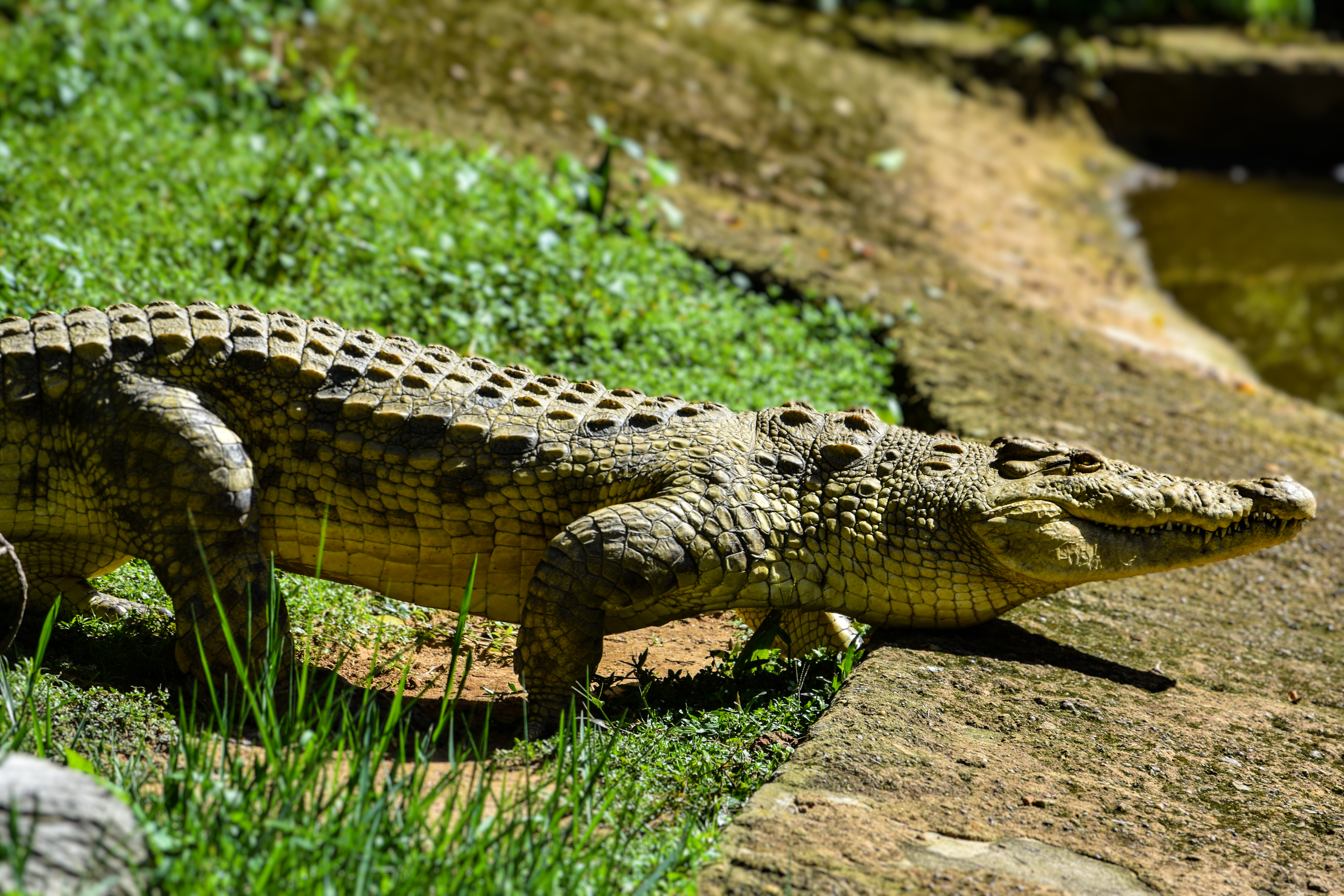 crocodile