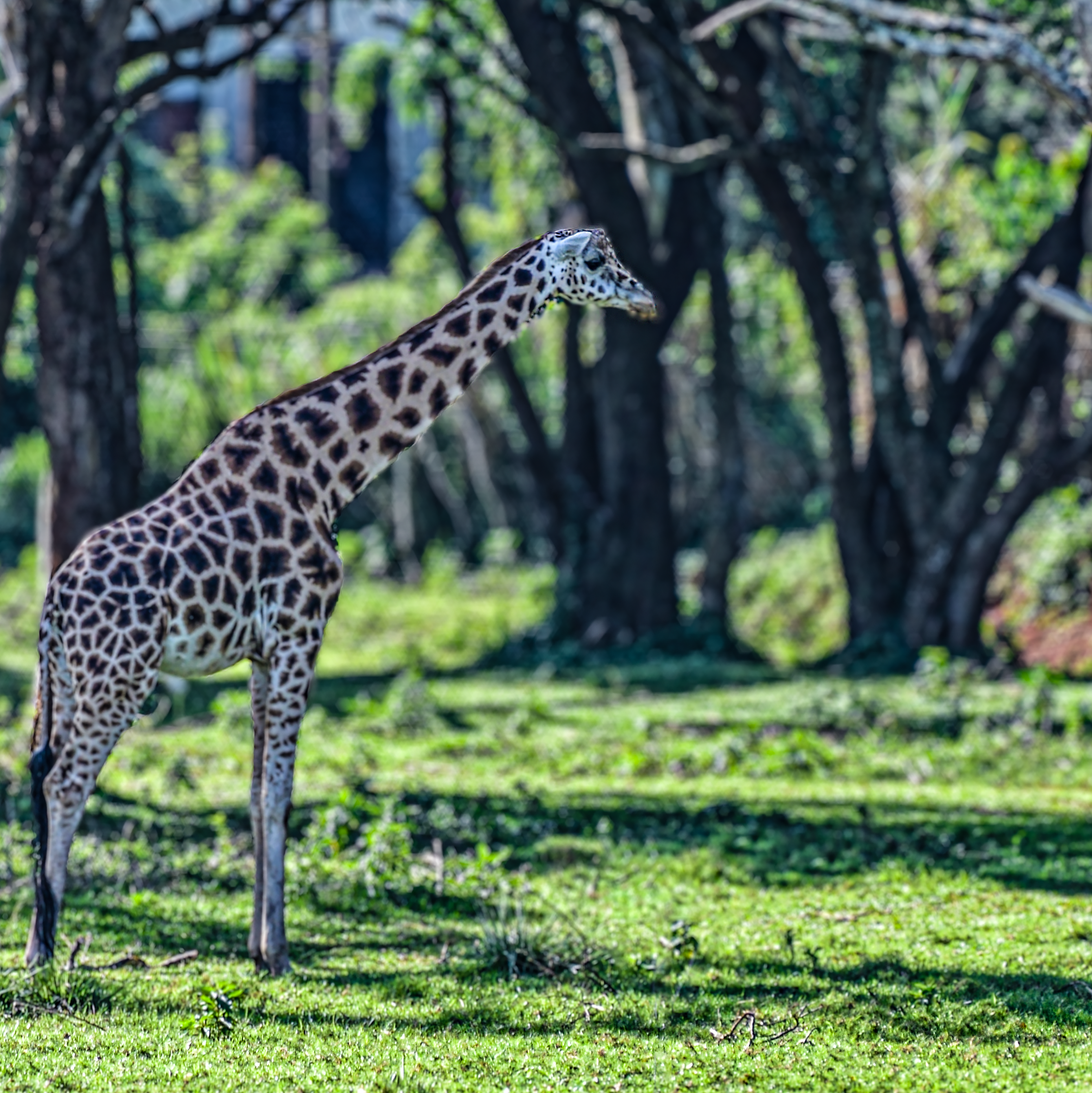 Tall and proud