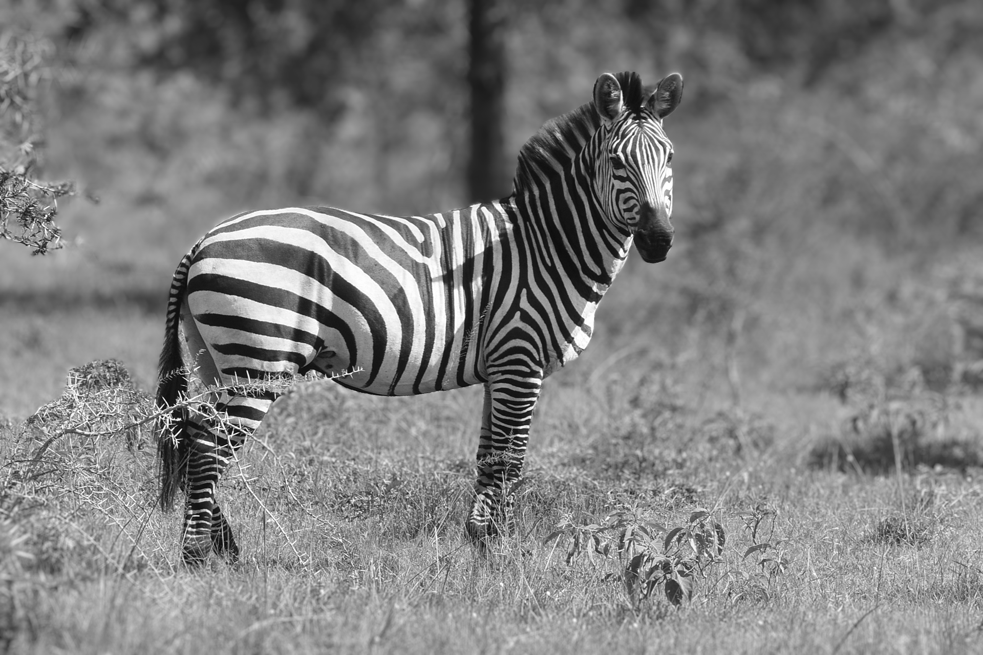 Majestic Zebra