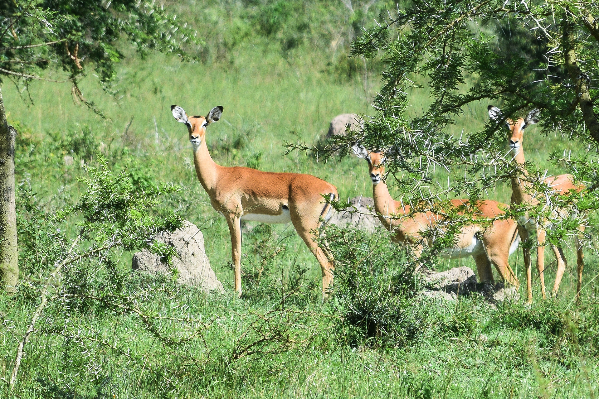 African Kob Herd