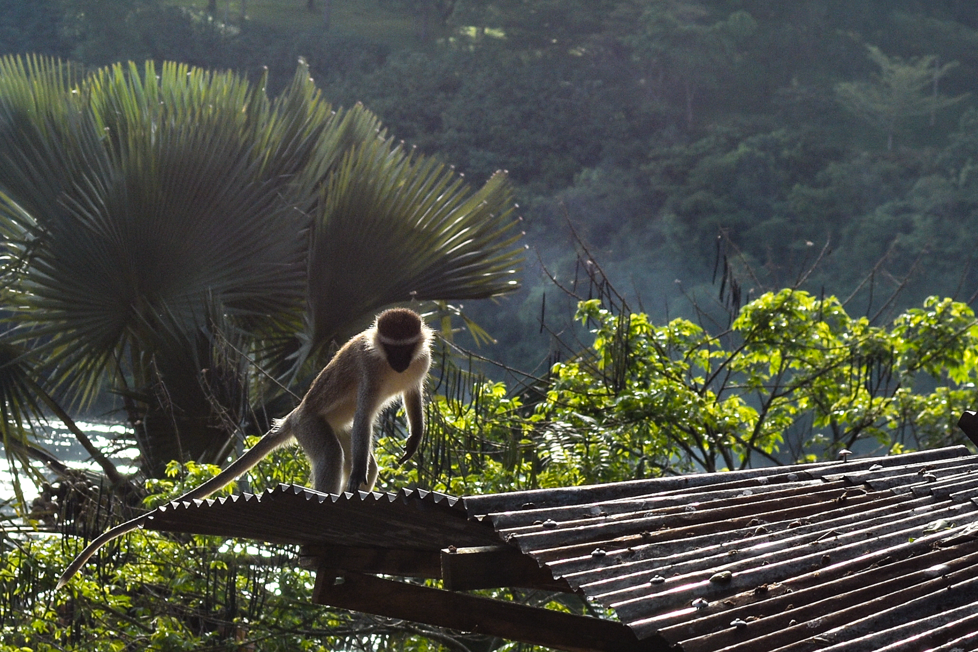Monkey on the Roof