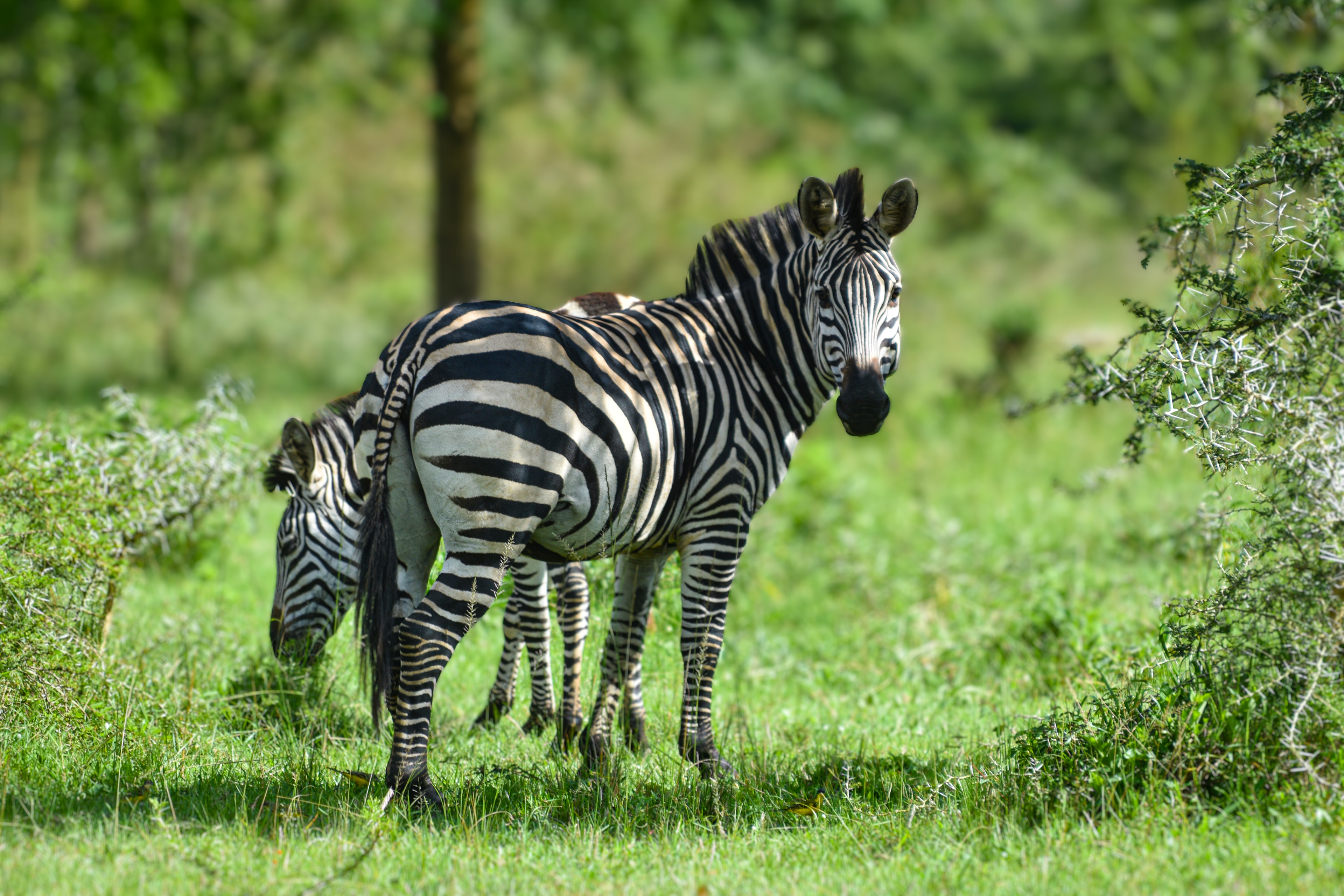 Stripes