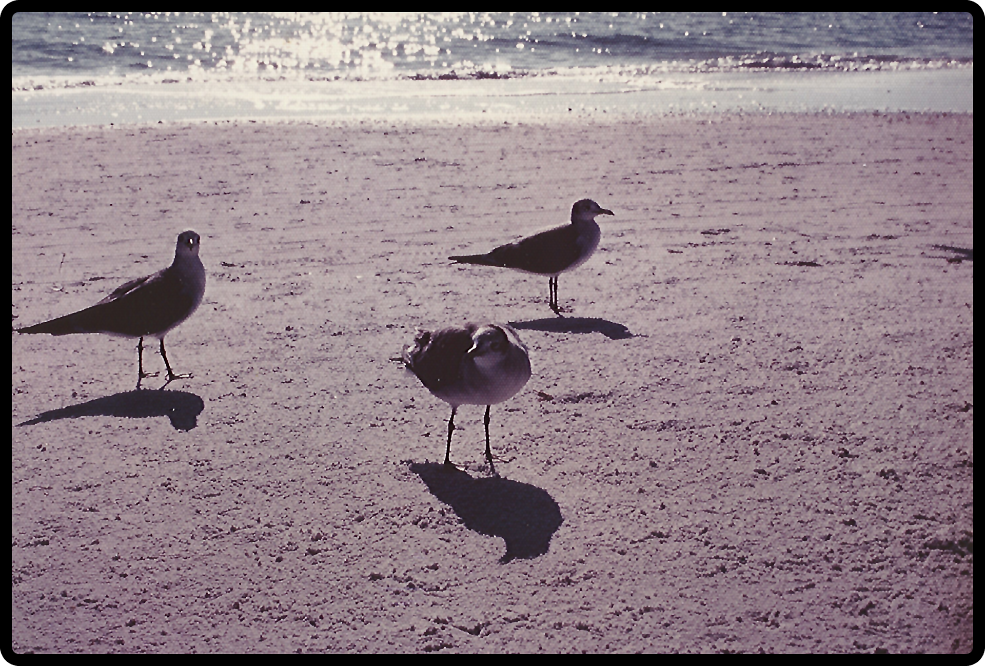 Birds in Sarasota