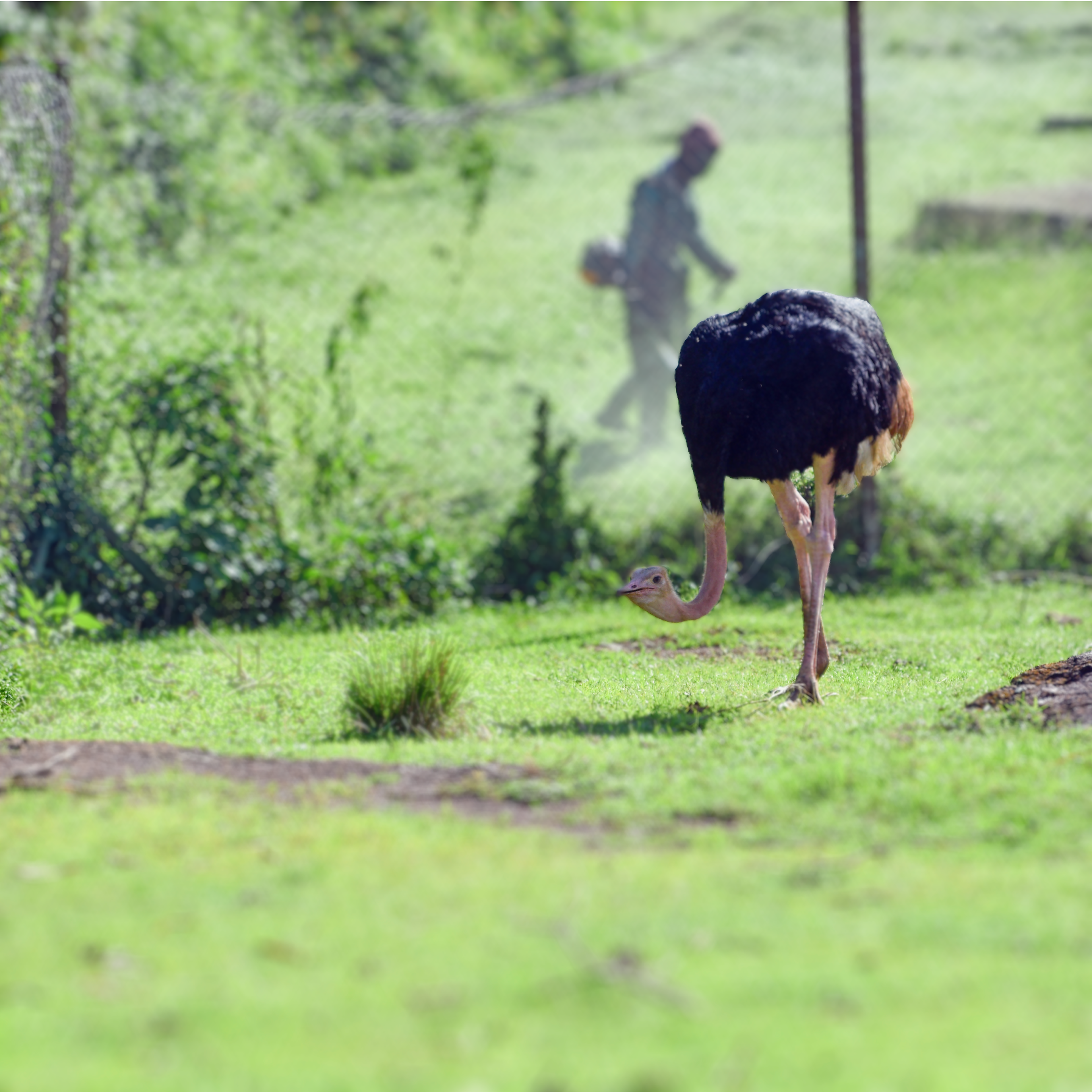Ostrich and Worker