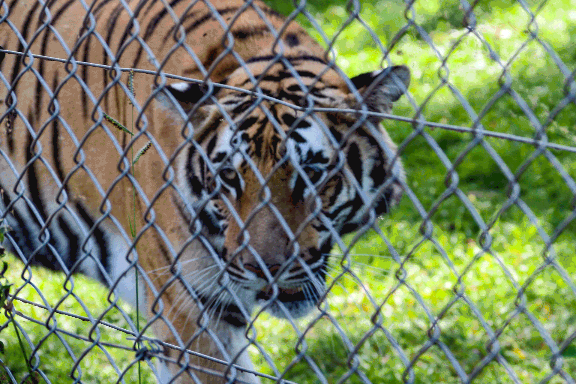Tiger in/out Captivity