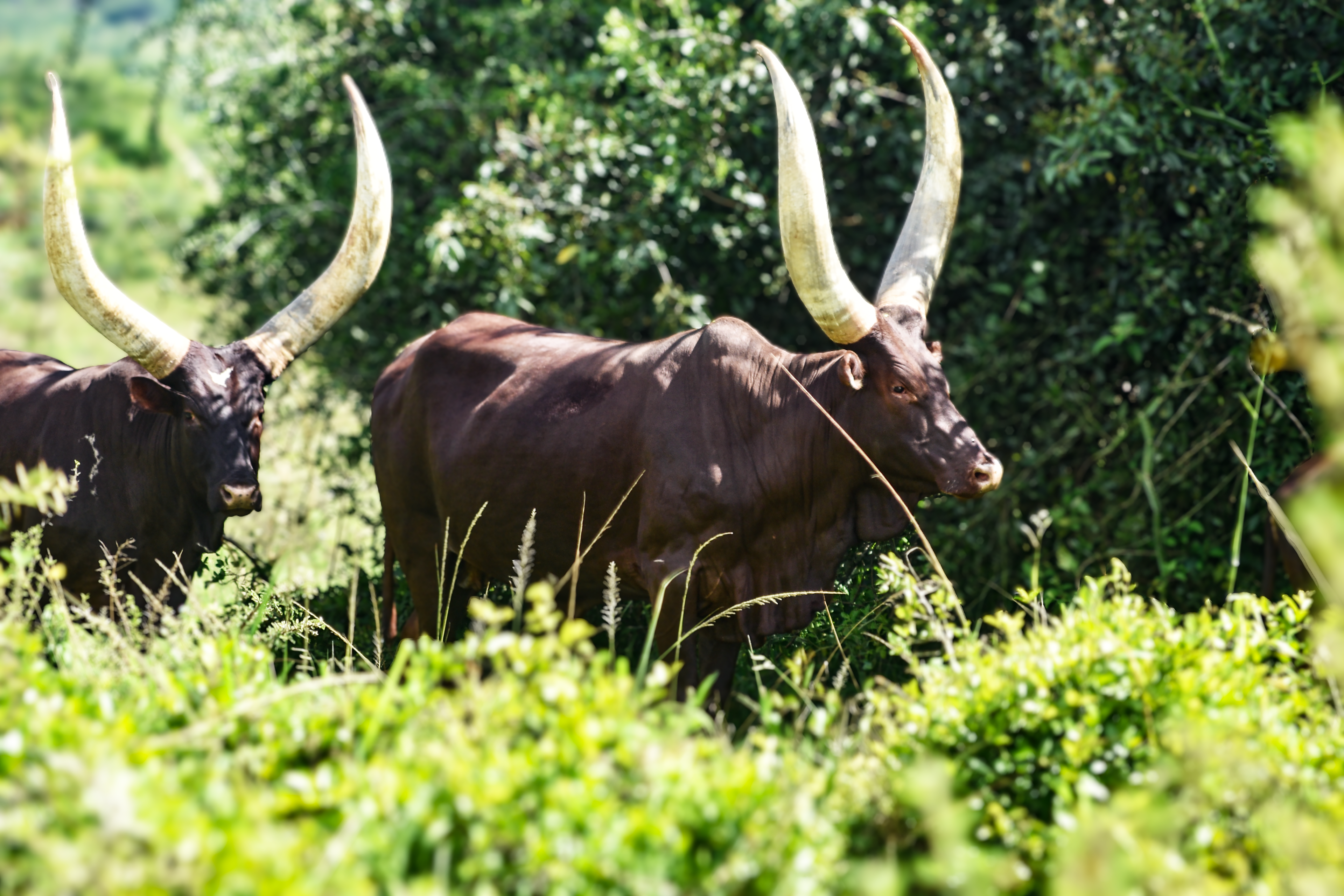 Ankola Watusi Cows