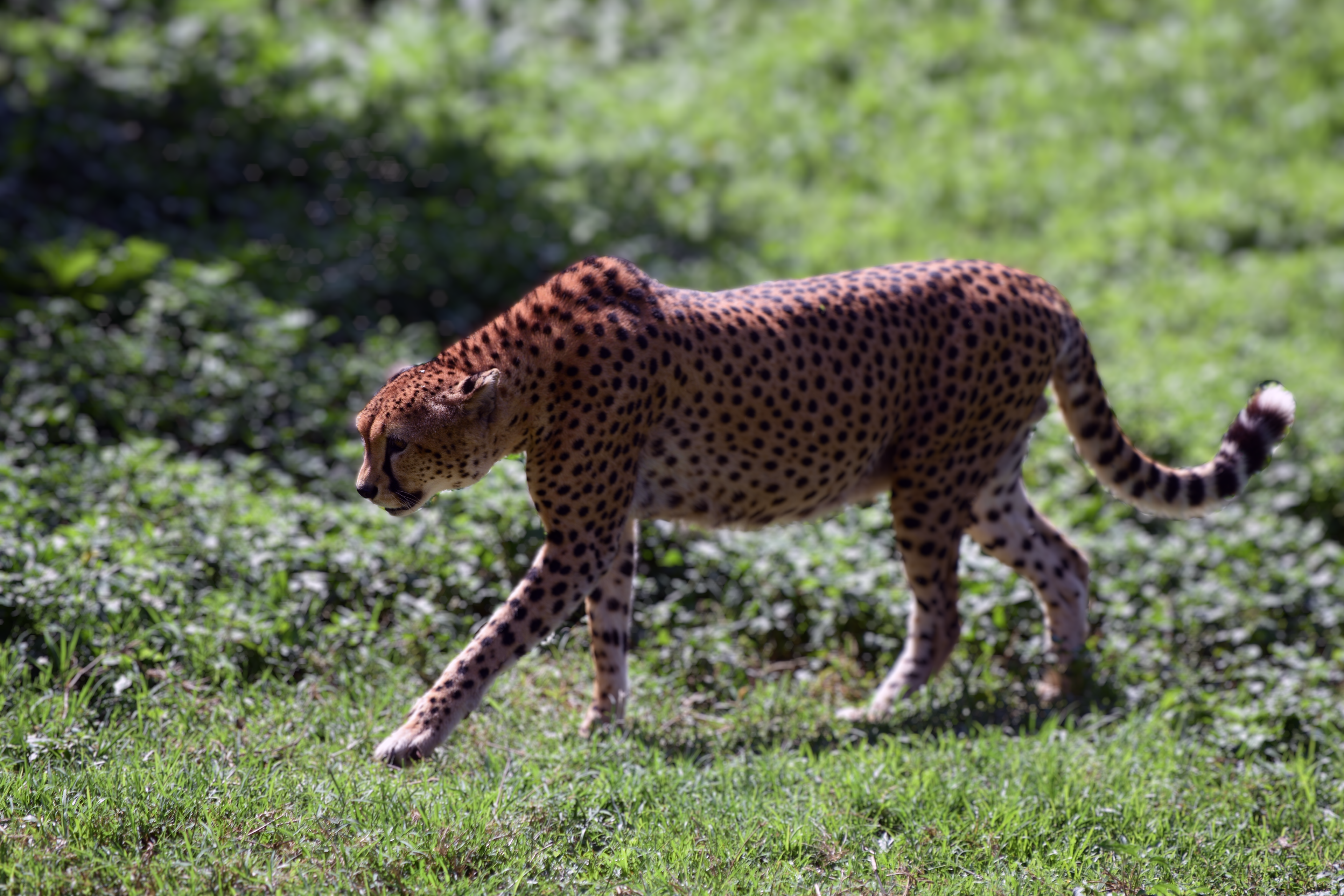 On the prowl