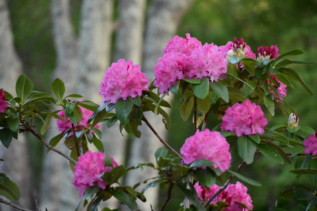 Rhododendrun